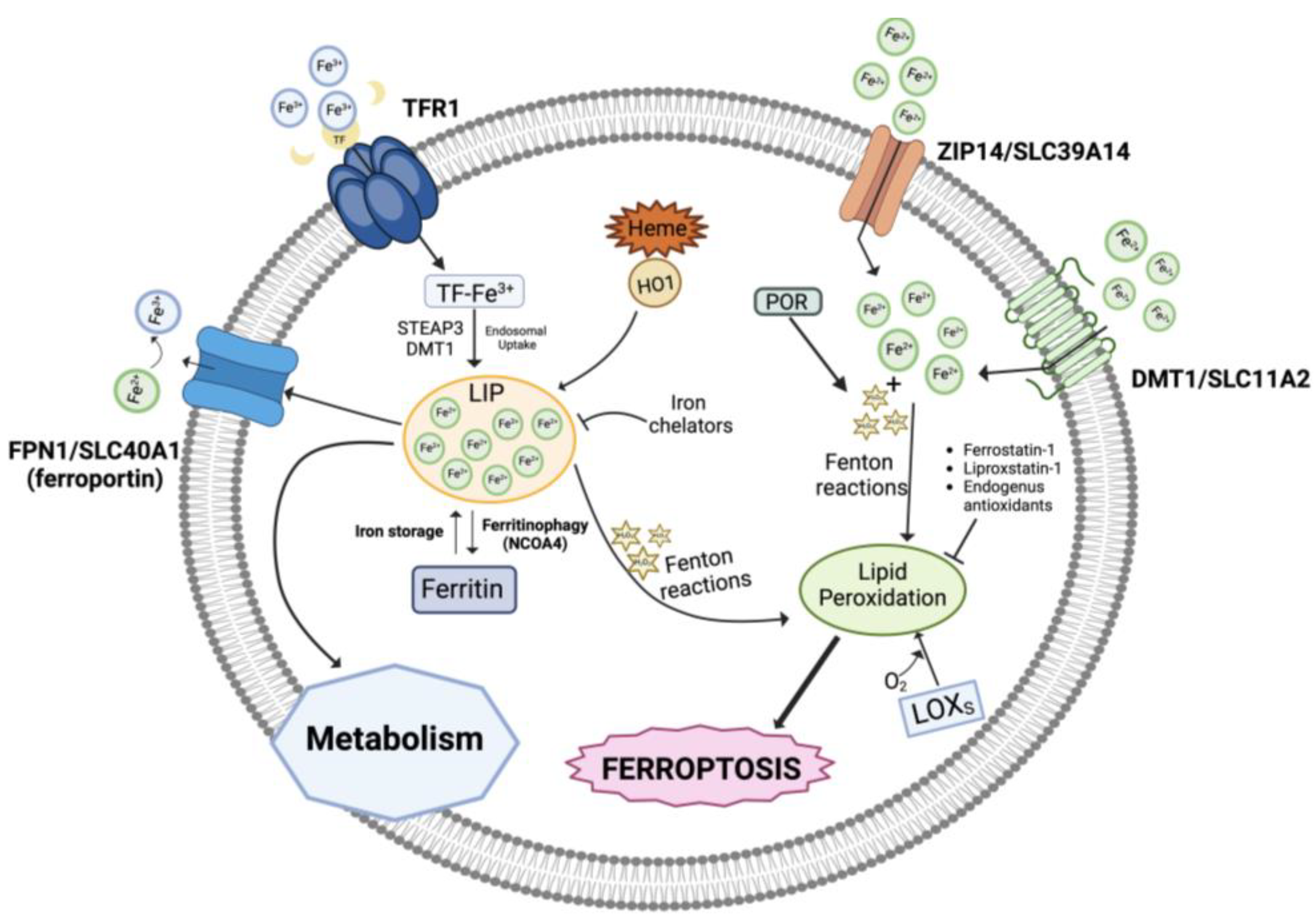 Antioxidants 13 00298 g001