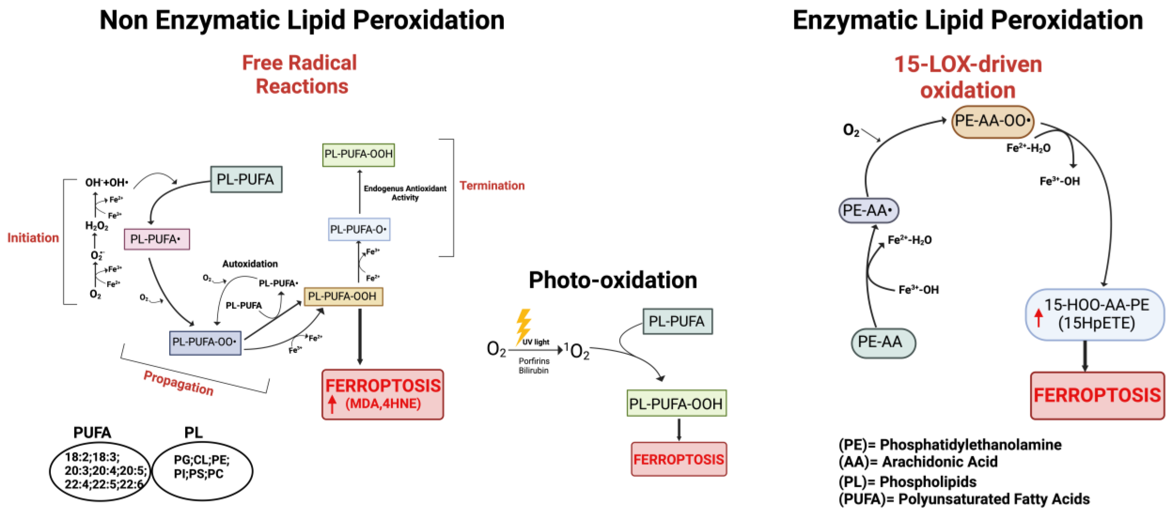 Antioxidants 13 00298 g002