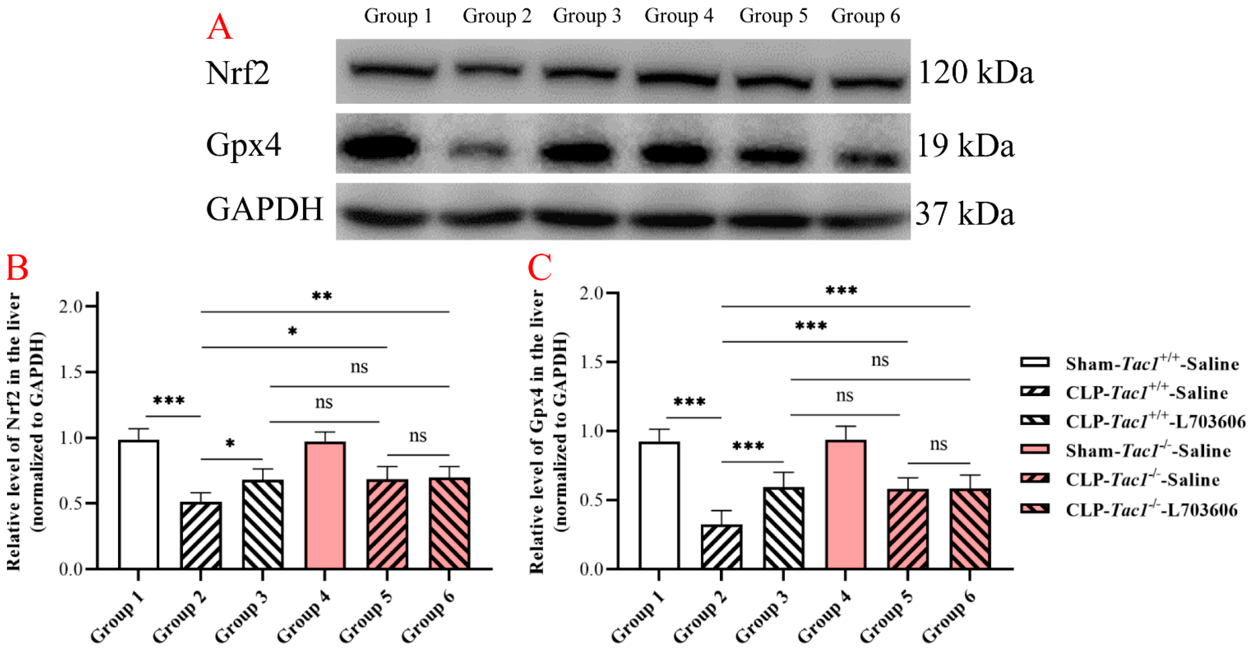Antioxidants 13 00300 g006