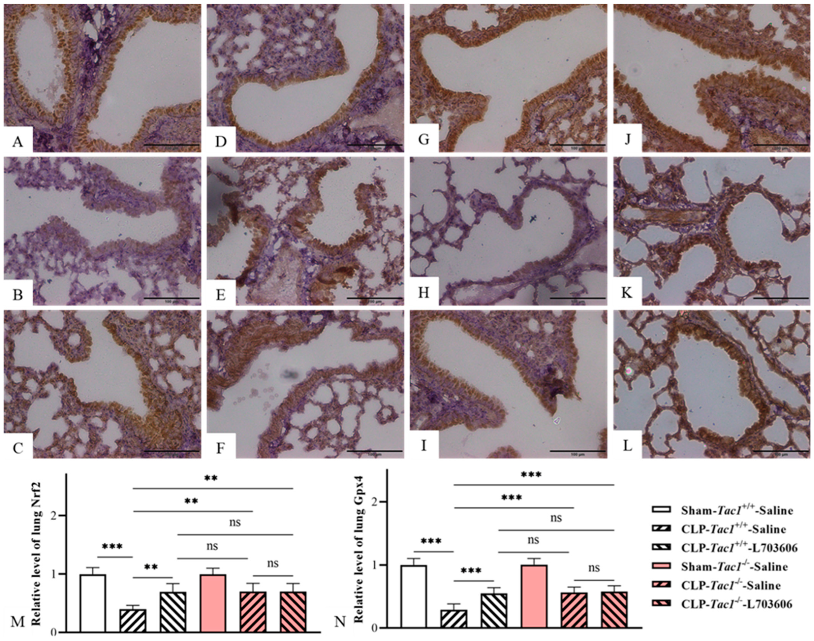 Antioxidants 13 00300 g007