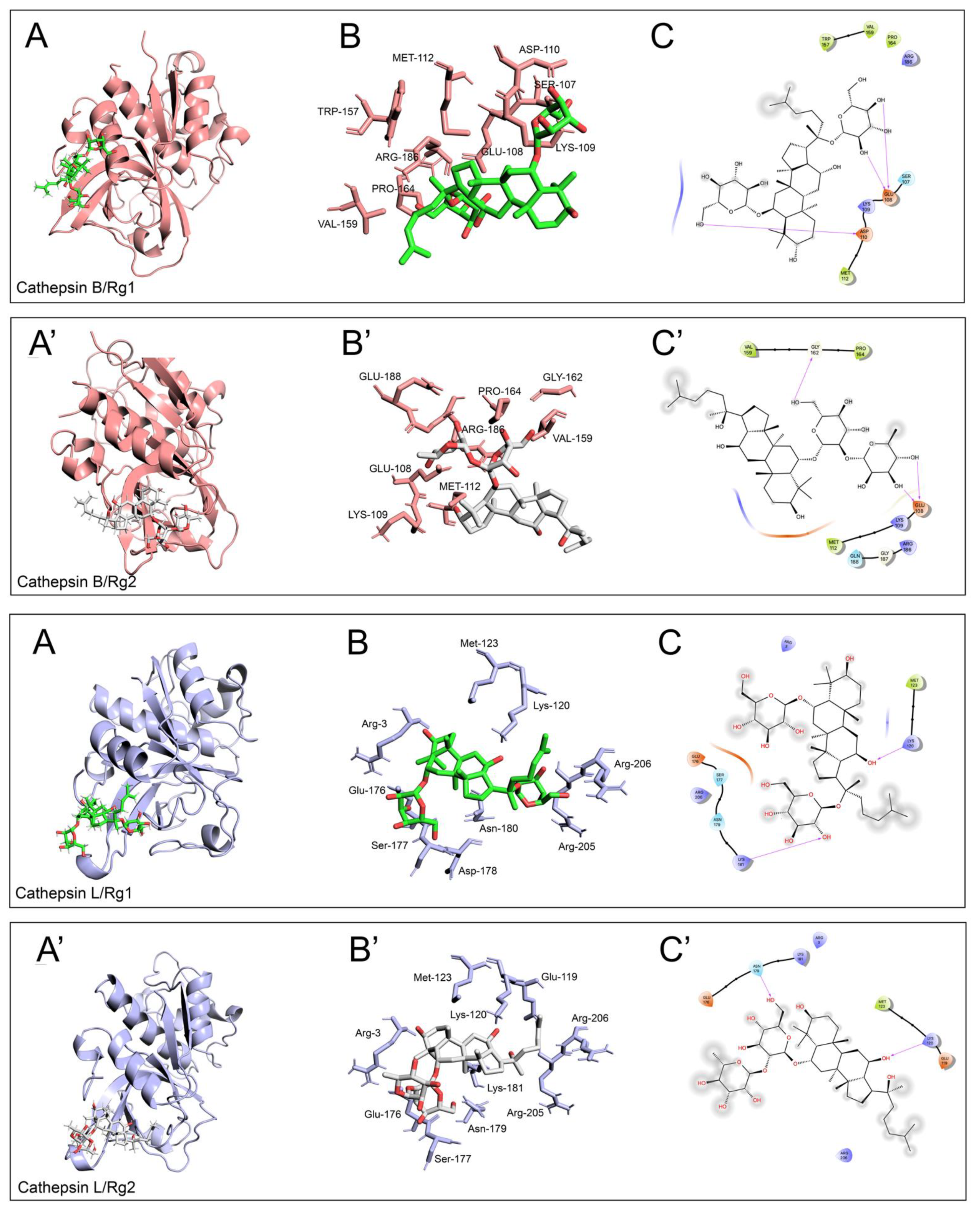 Antioxidants 13 00310 g004