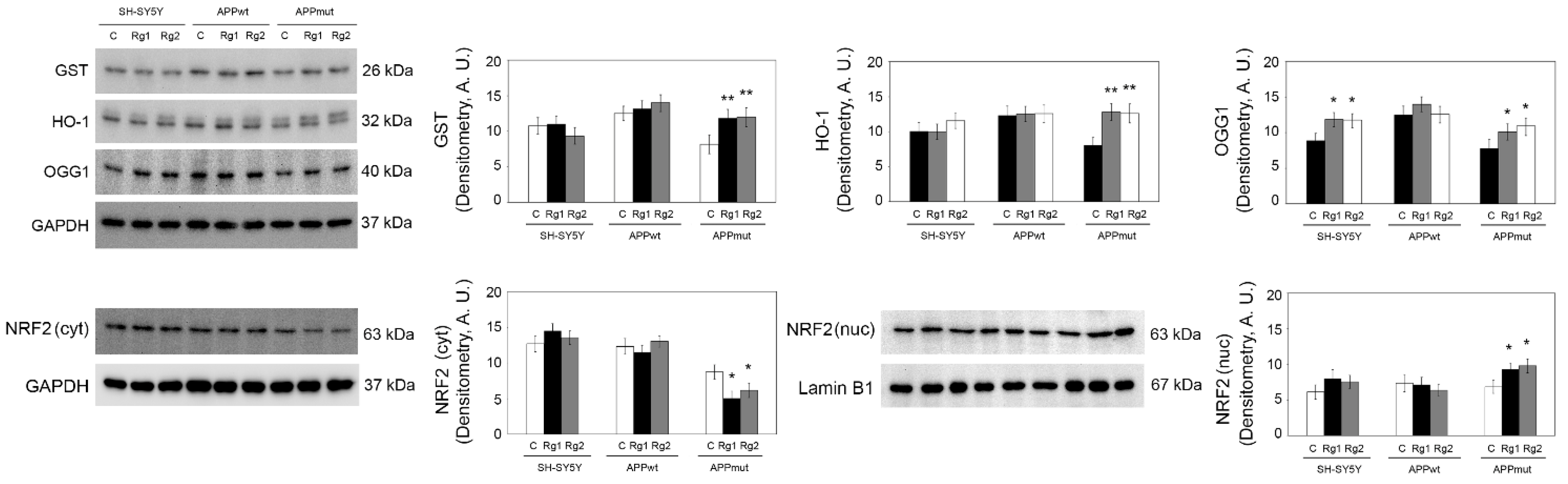 Antioxidants 13 00310 g008