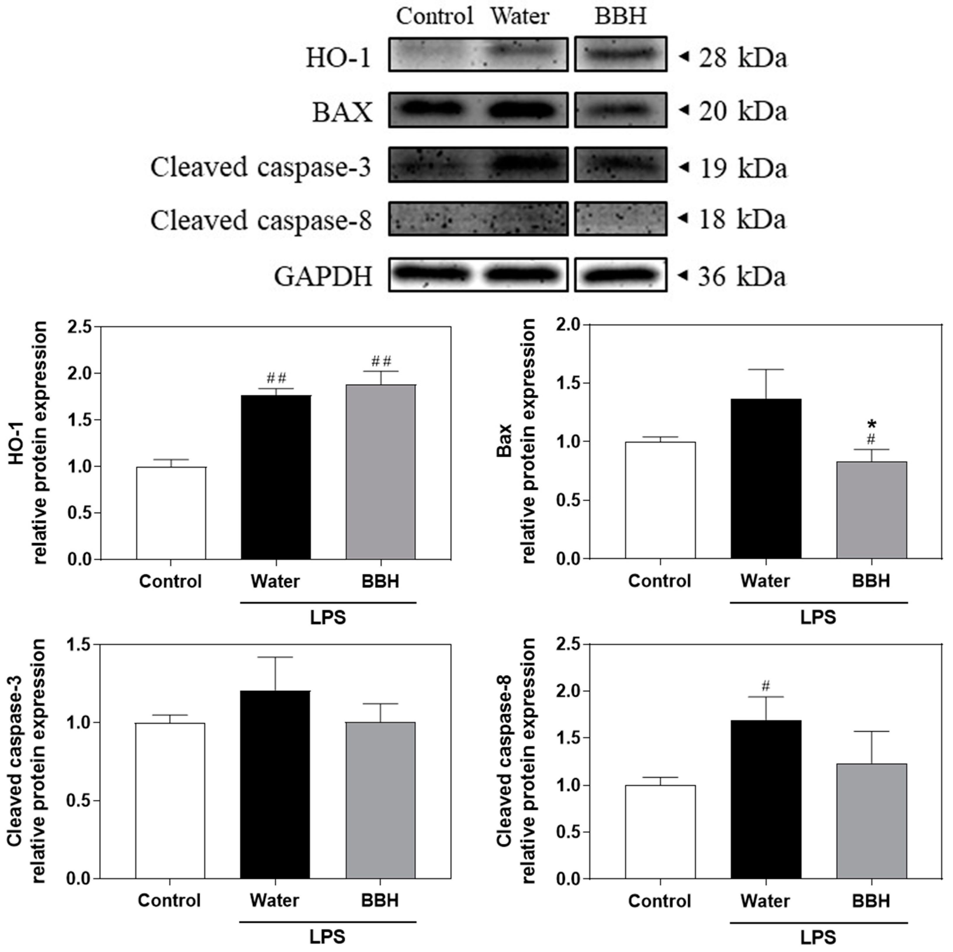 Antioxidants 13 00311 g005