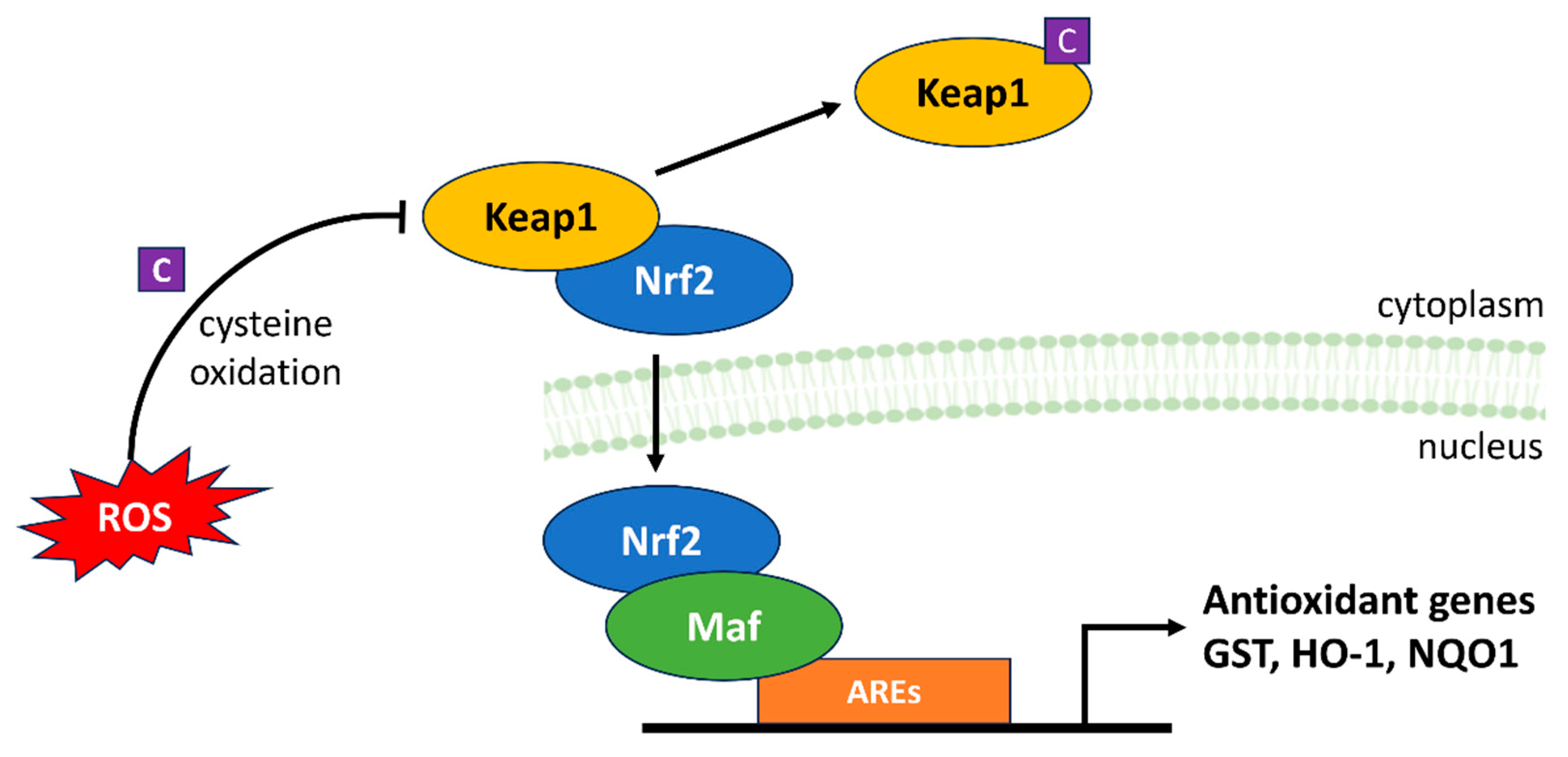 Antioxidants 13 00312 g007