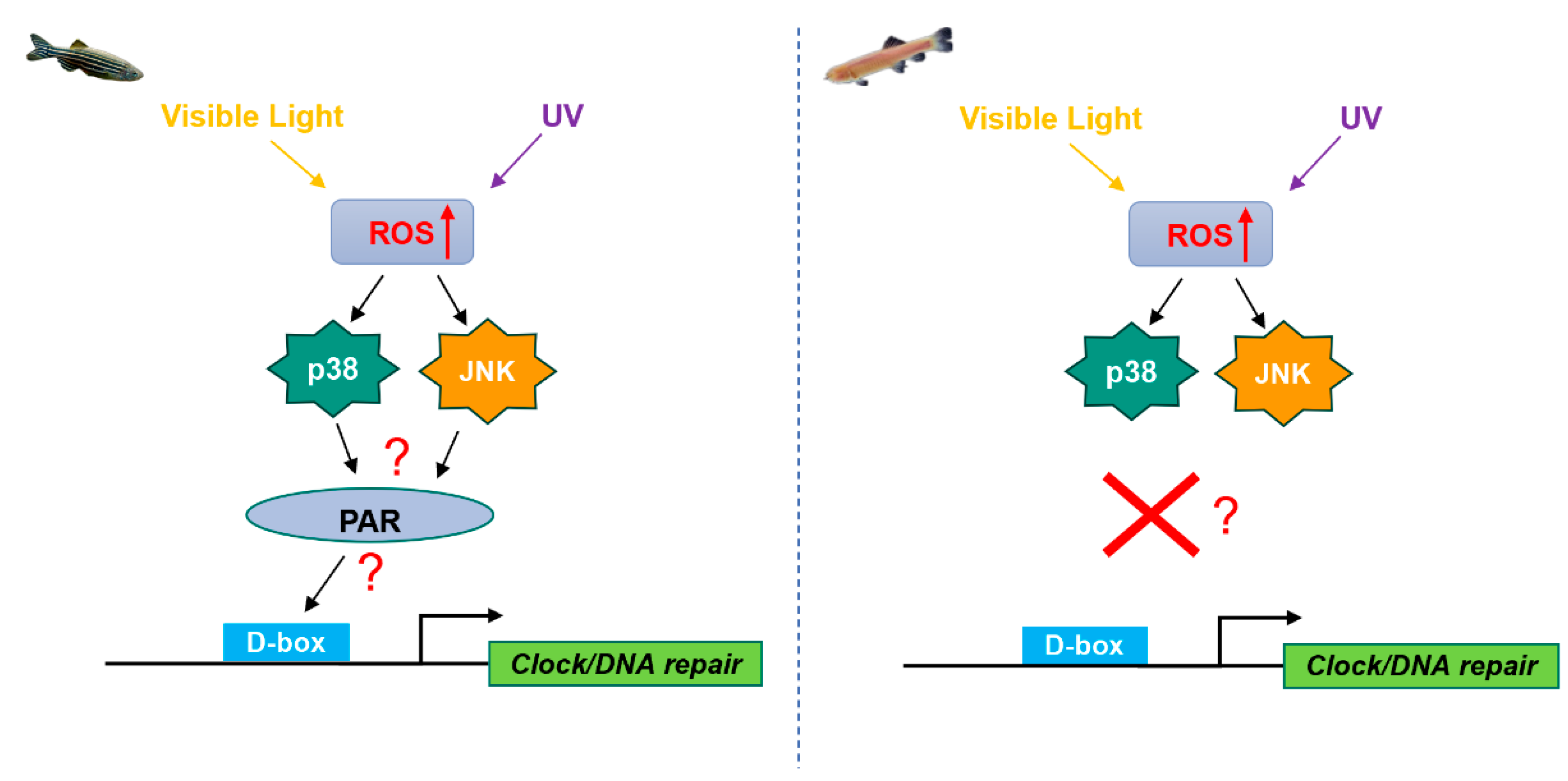 Antioxidants 13 00312 g009