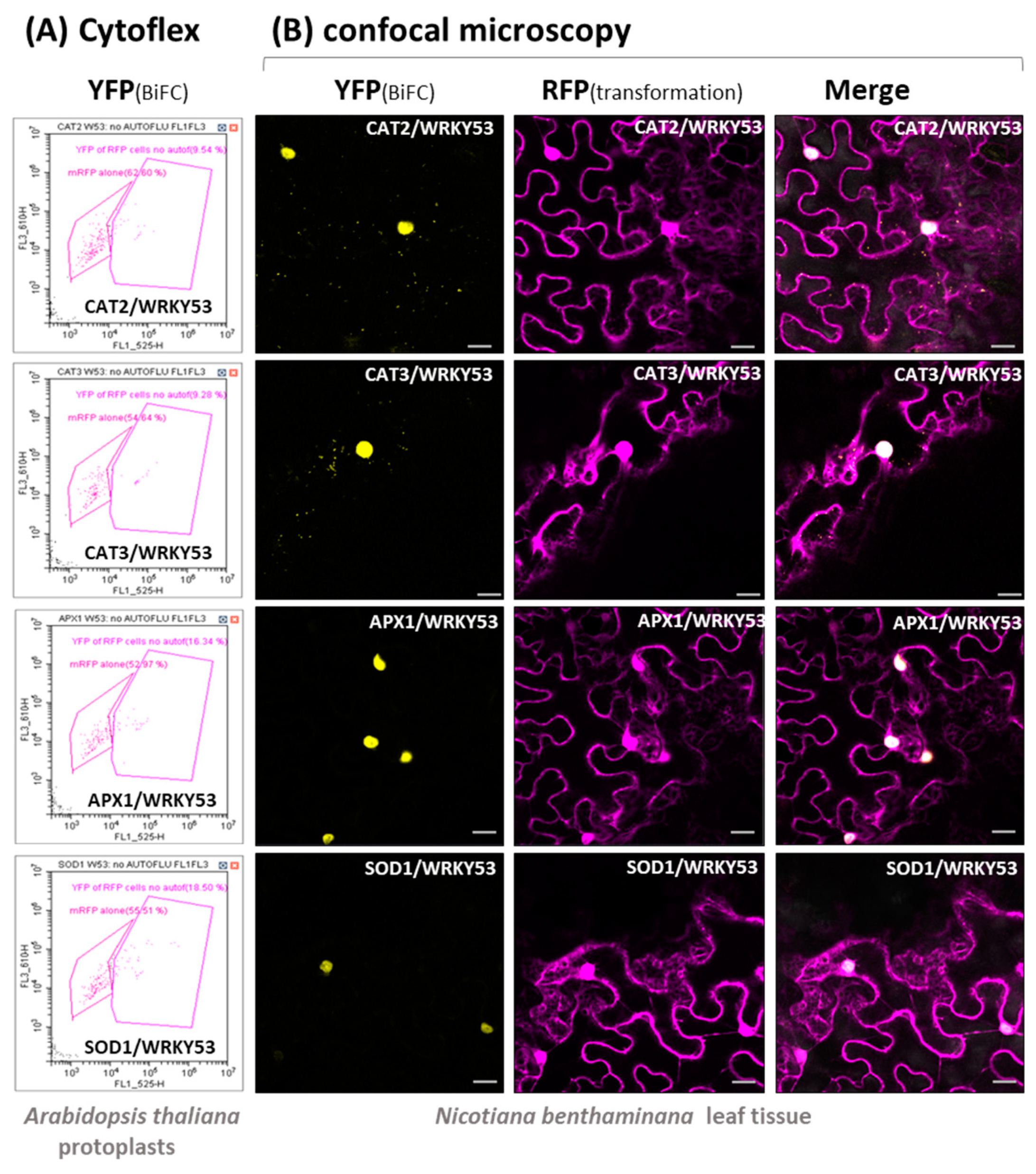 Antioxidants 13 00315 g002