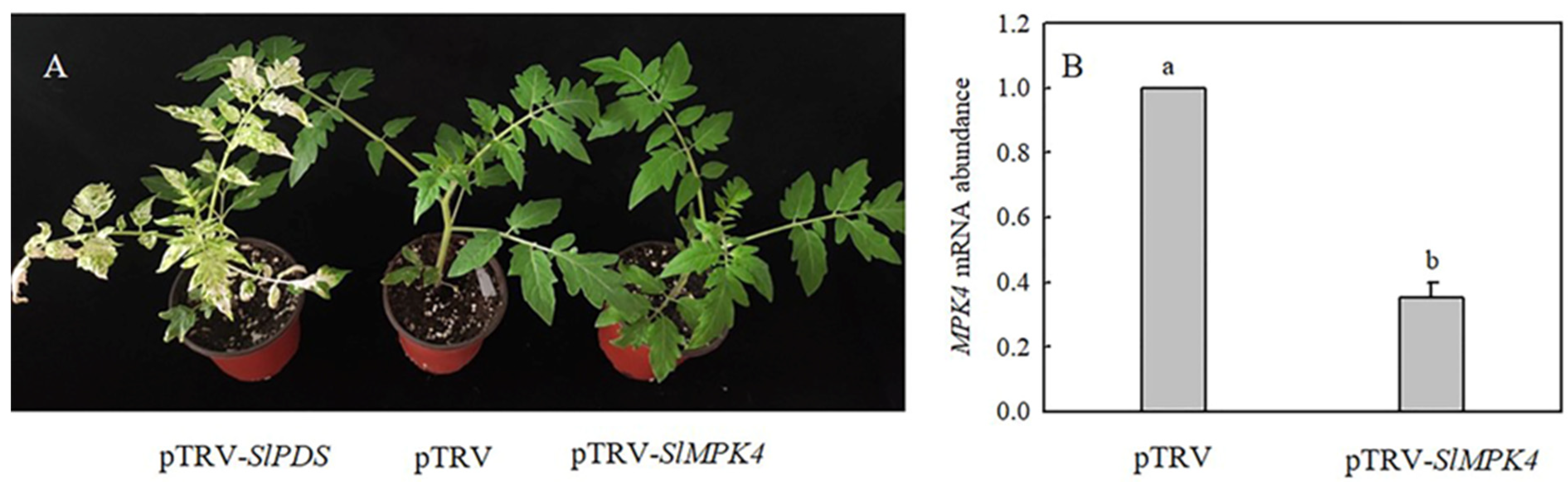 Antioxidants 13 00323 g006