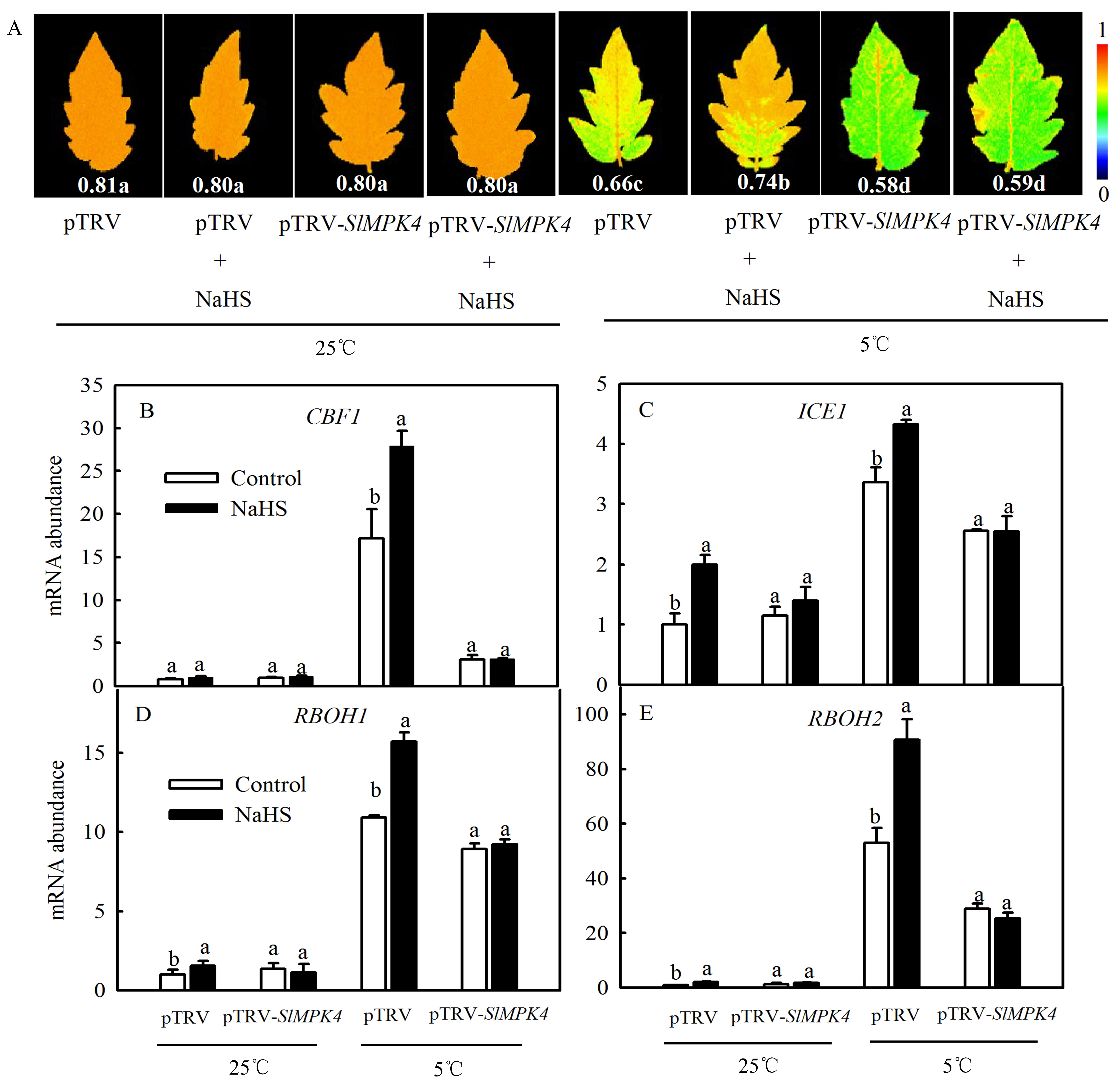 Antioxidants 13 00323 g007