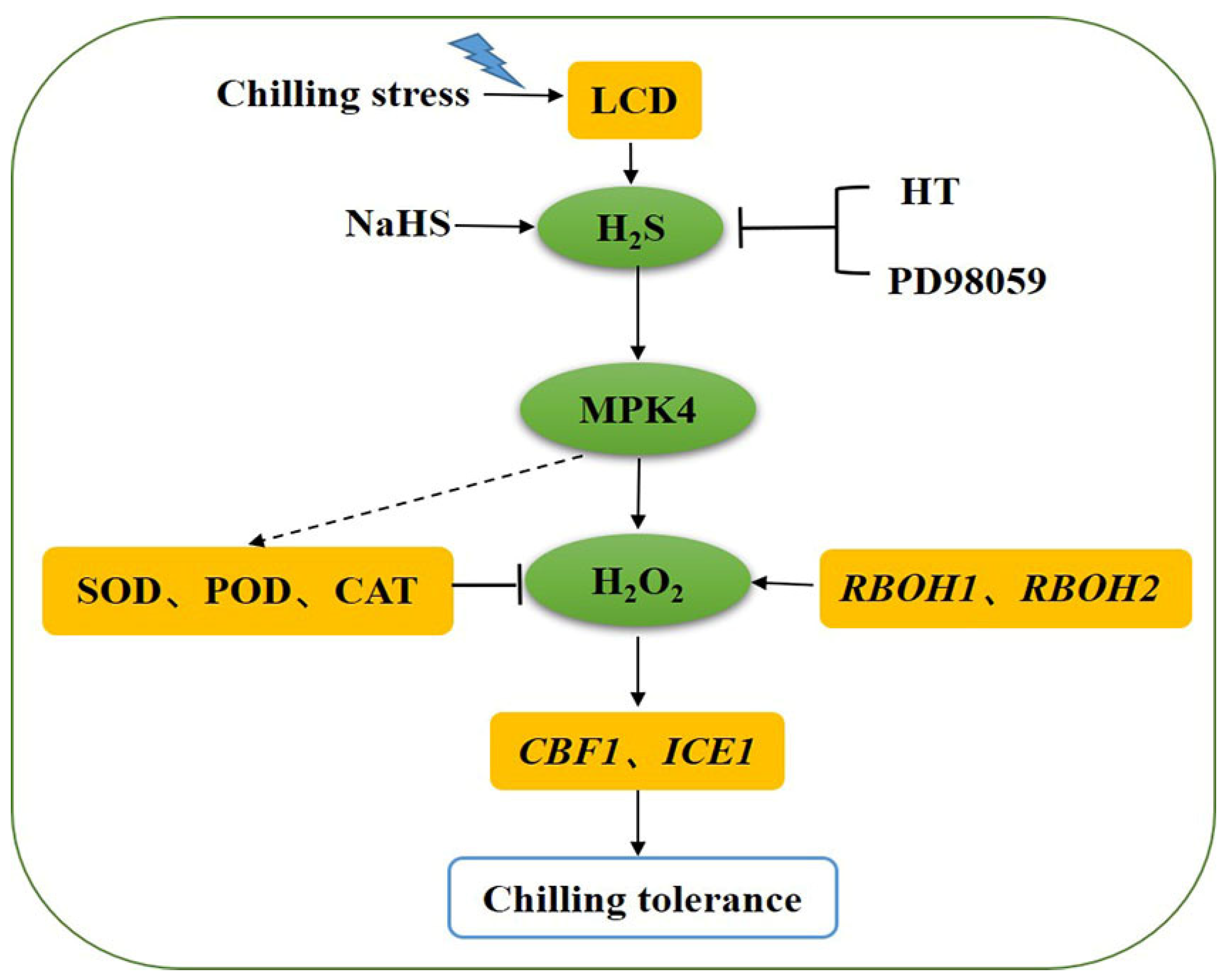 Antioxidants 13 00323 g008