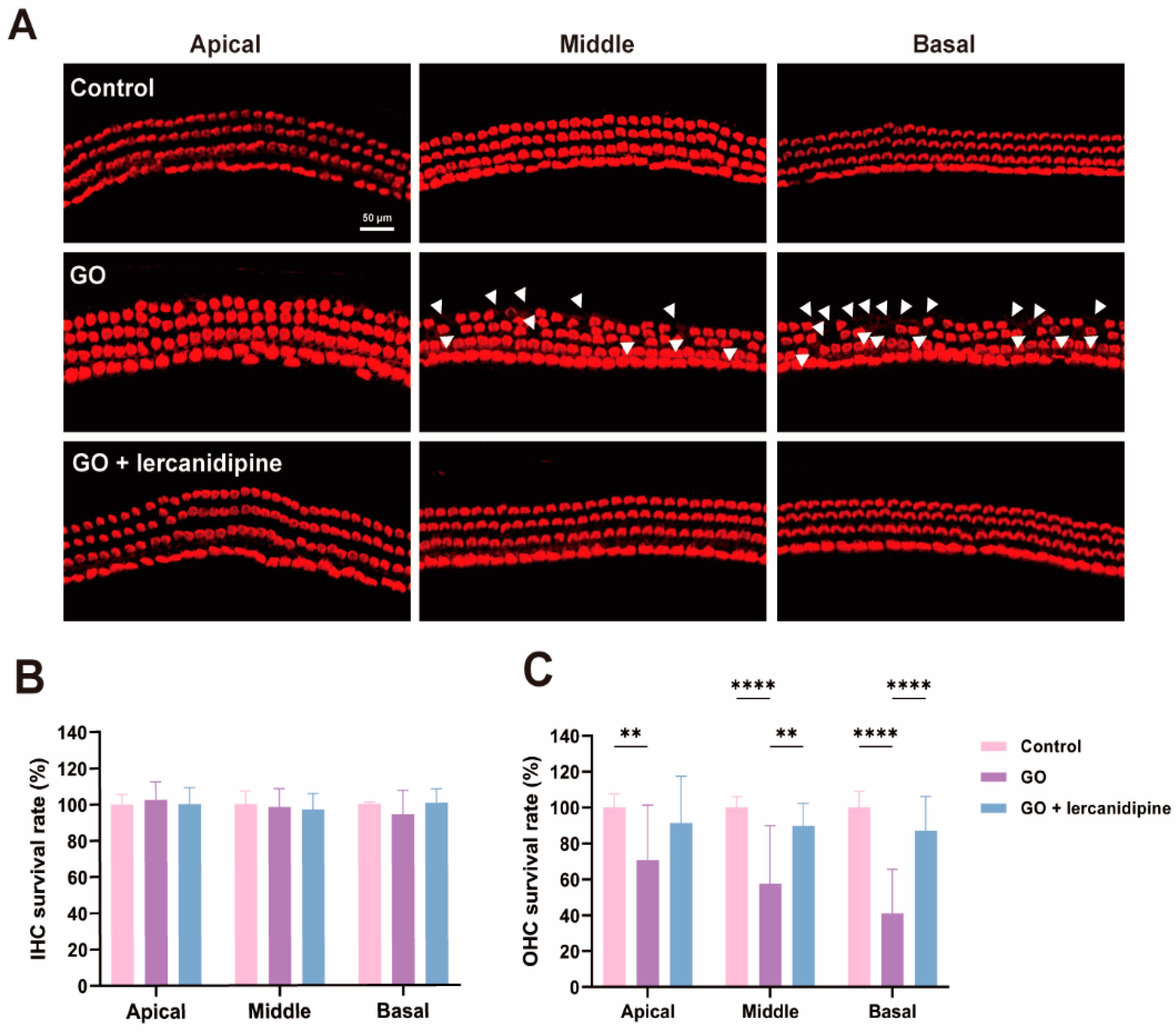 Antioxidants 13 00327 g002 Antioxidants 13 00327 g002
