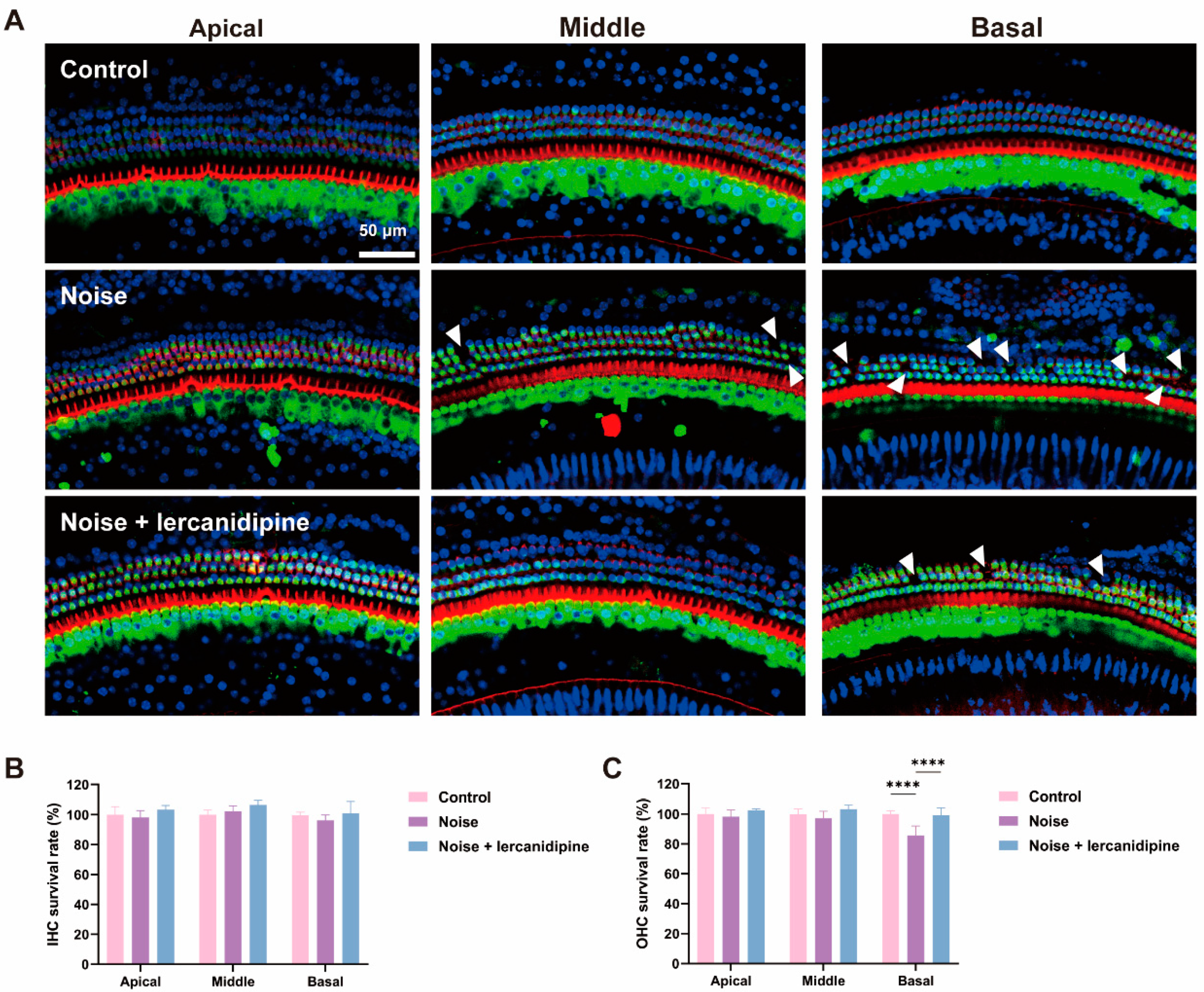 Antioxidants 13 00327 g005 Antioxidants 13 00327 g005