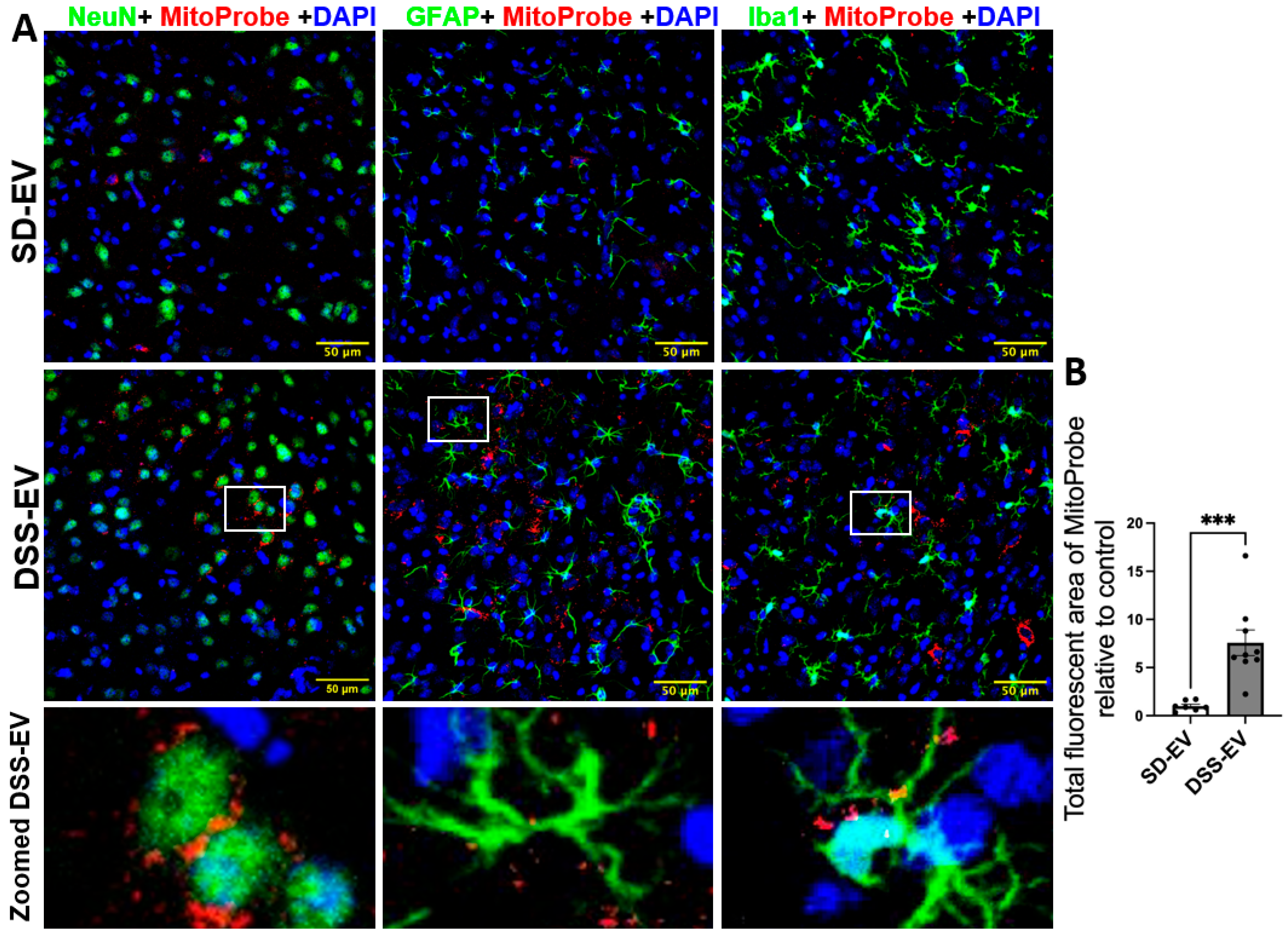 Antioxidants 13 00328 g010