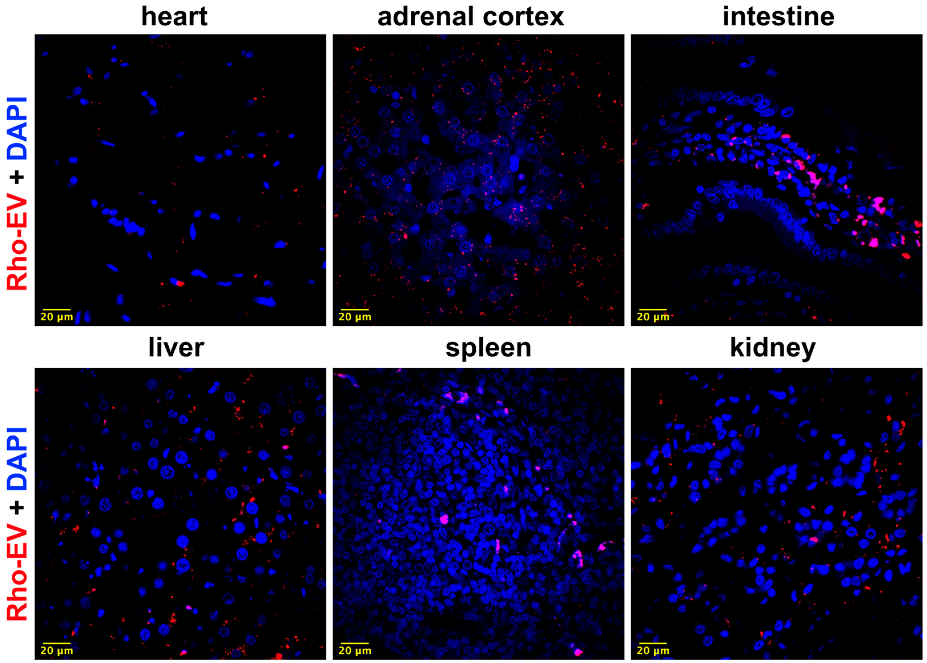Antioxidants 13 00328 g012