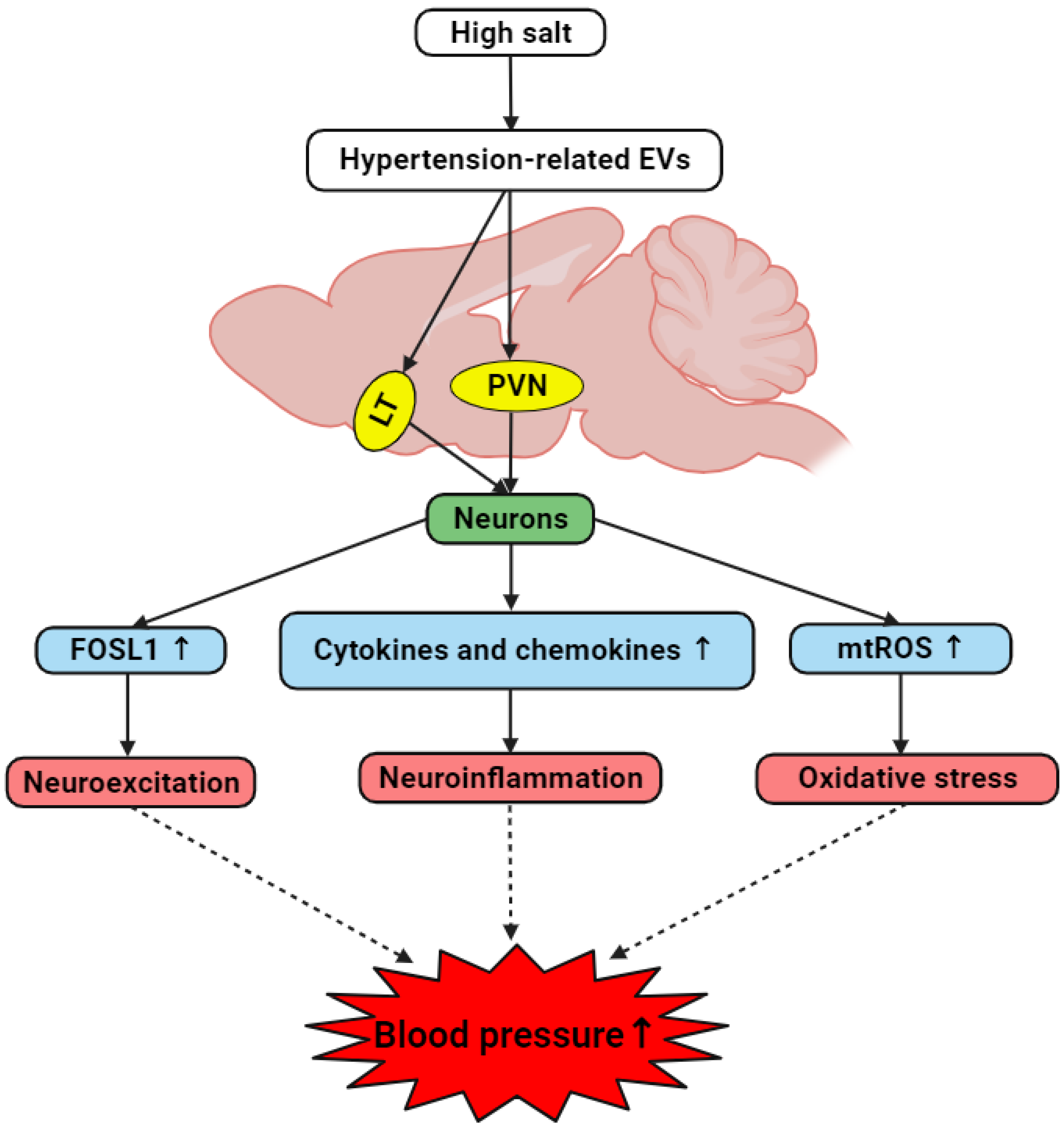 Antioxidants 13 00328 g013