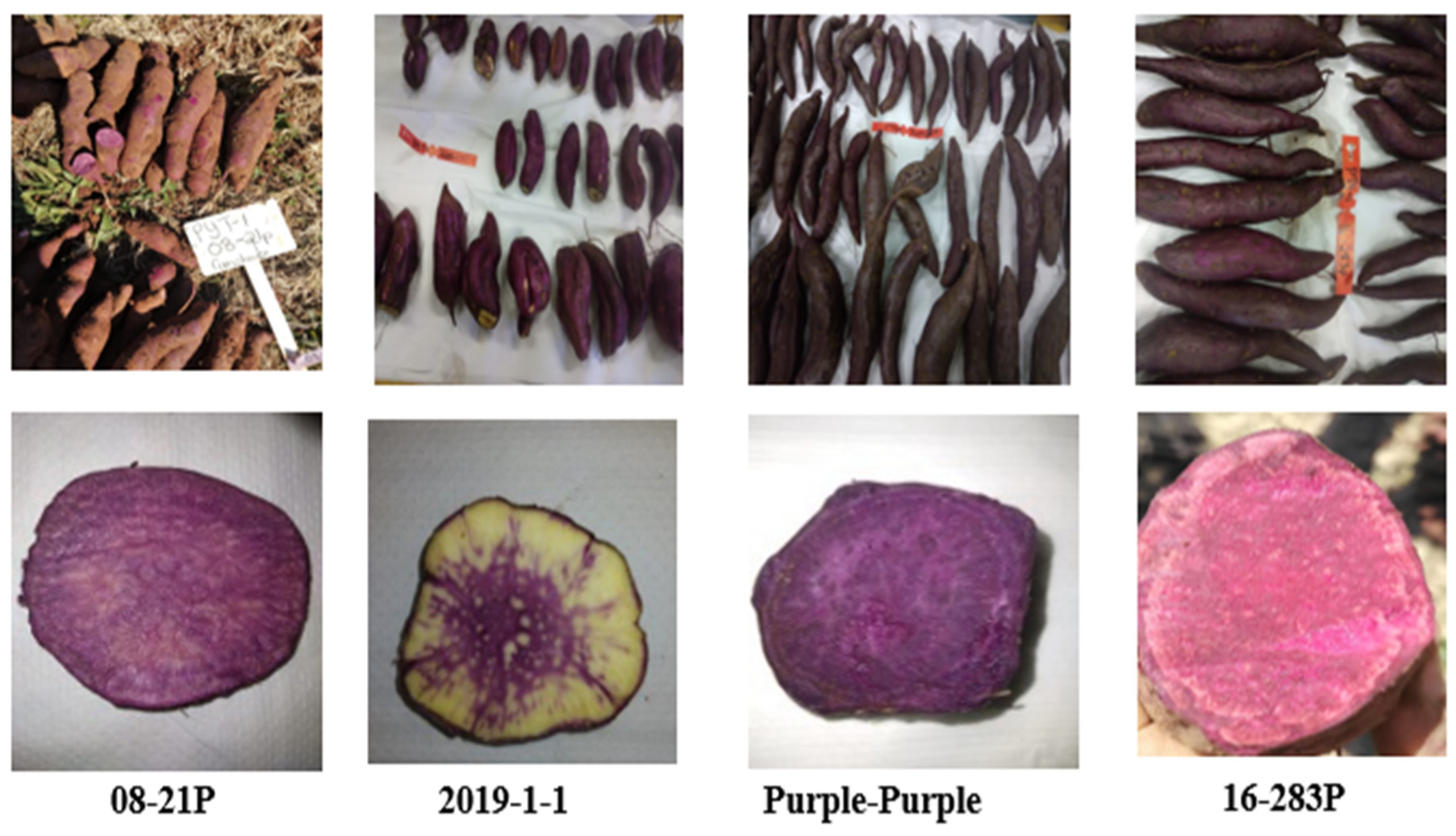 Antioxidants 13 00338 g001