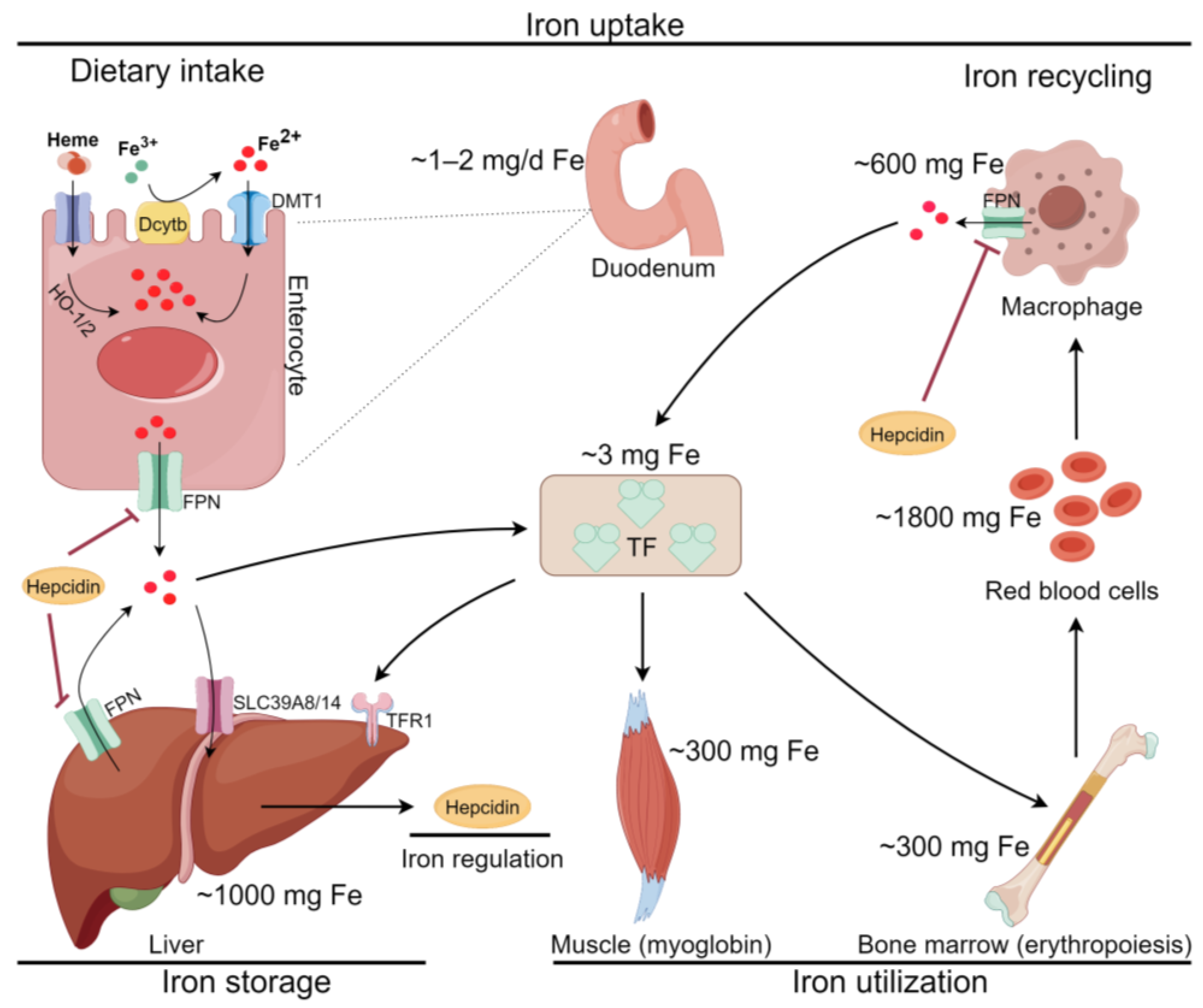 品揃え豊富で Ferroptosis in Liver Disease: Natural Active Compounds and カトラリー(スプーン等)