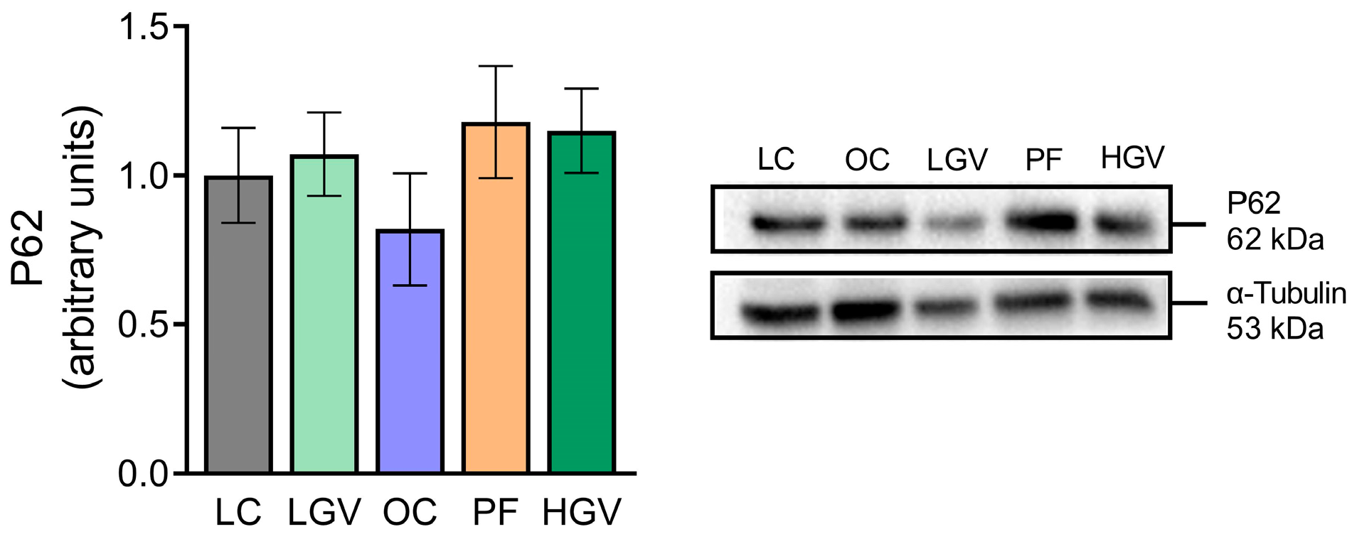 Antioxidants 13 00369 g010
