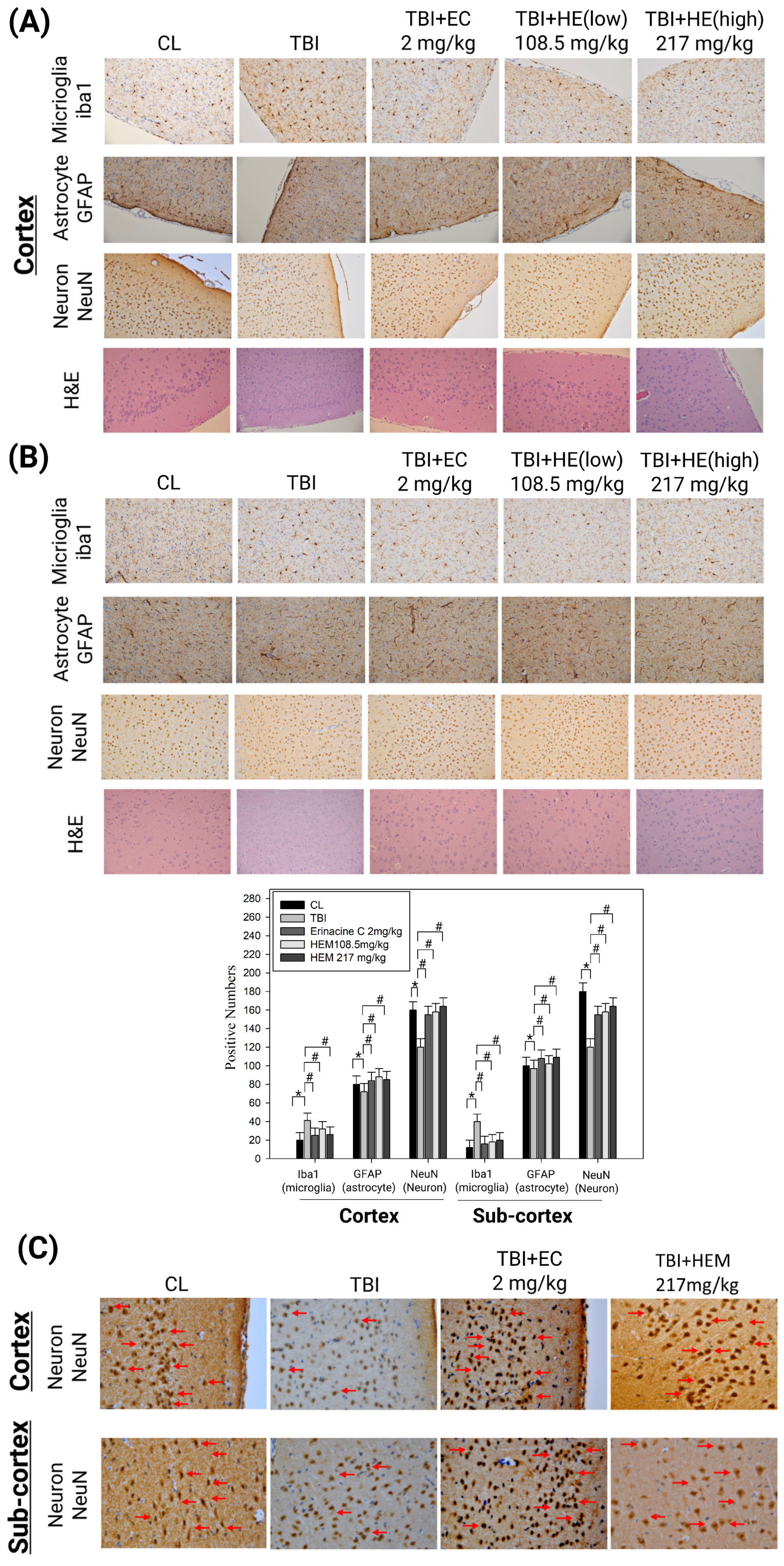 Antioxidants 13 00371 g004