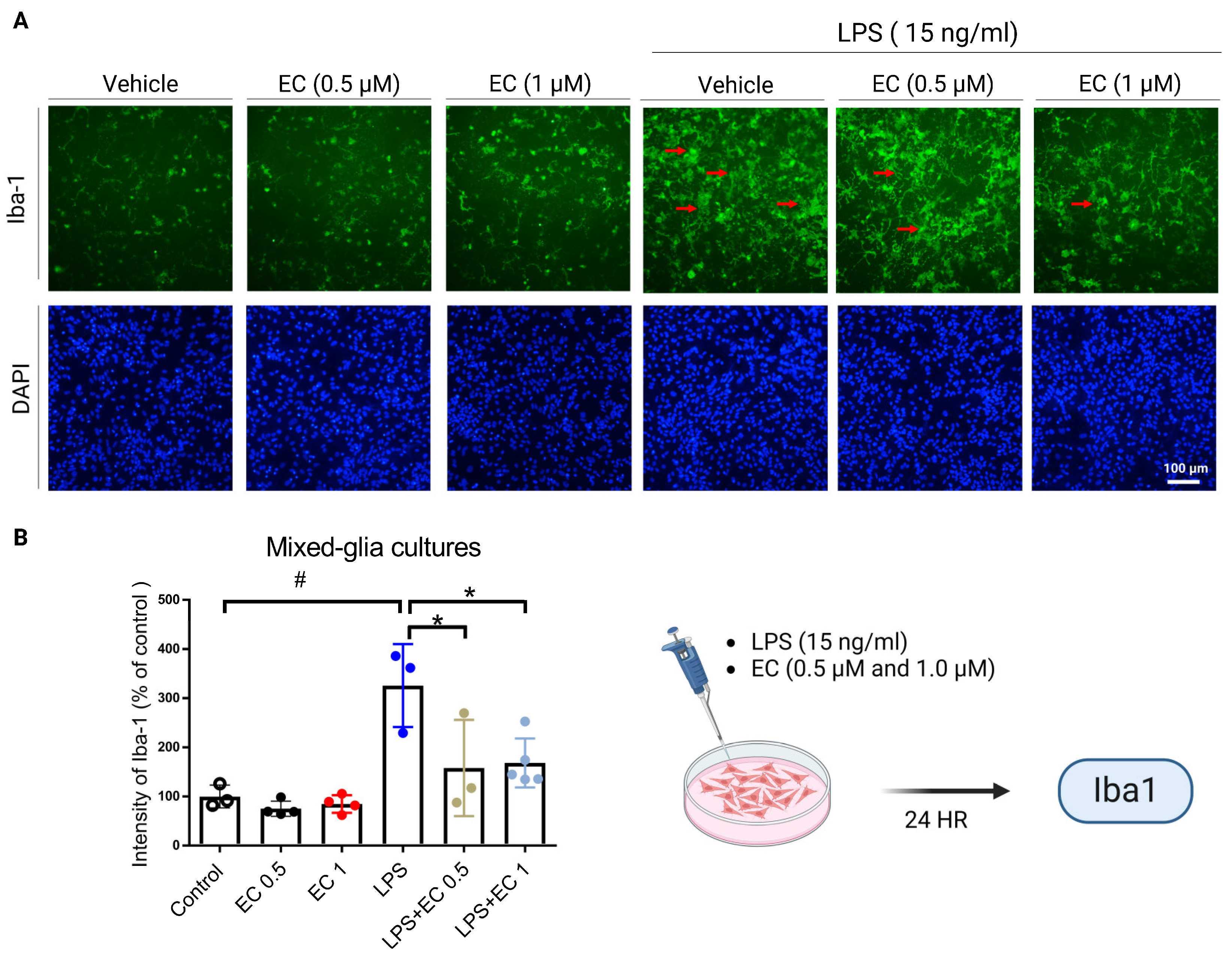 Antioxidants 13 00371 g007
