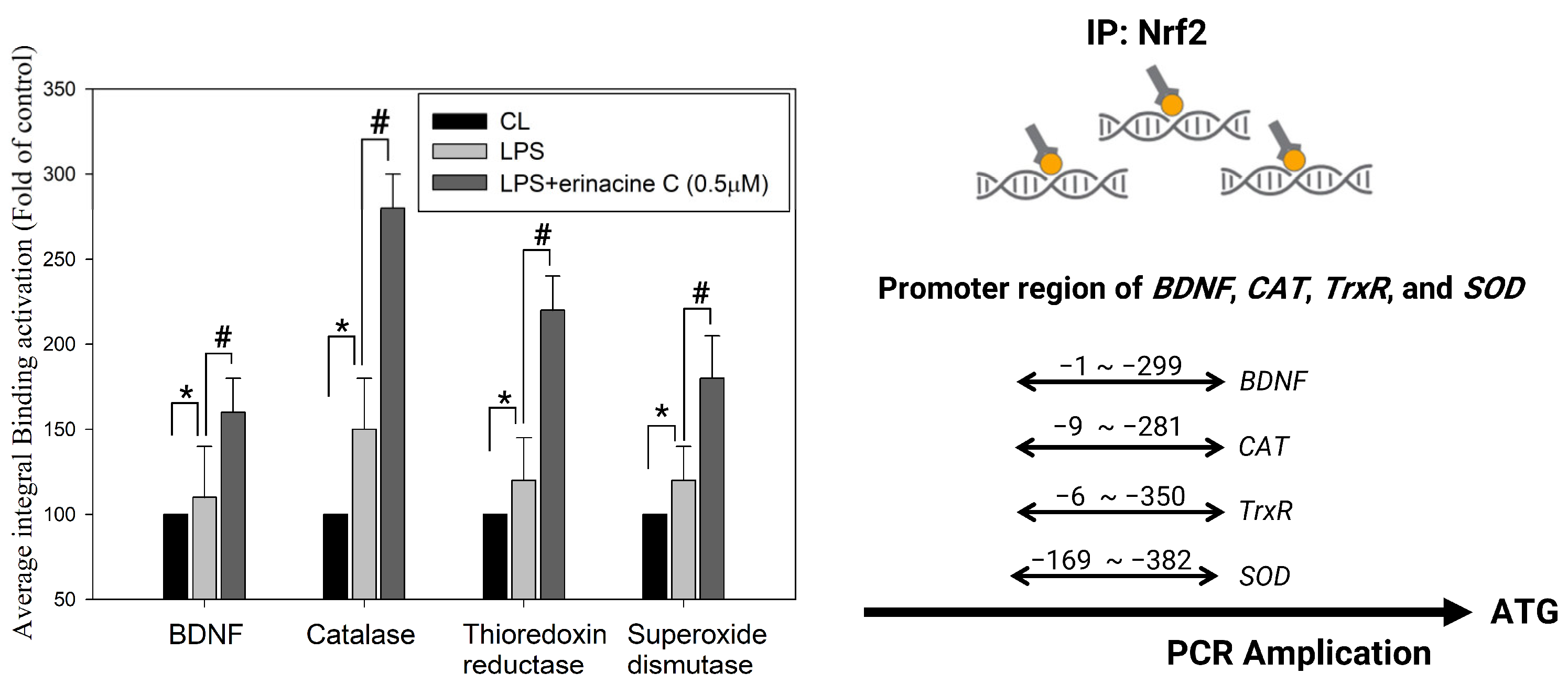 Antioxidants 13 00371 g008