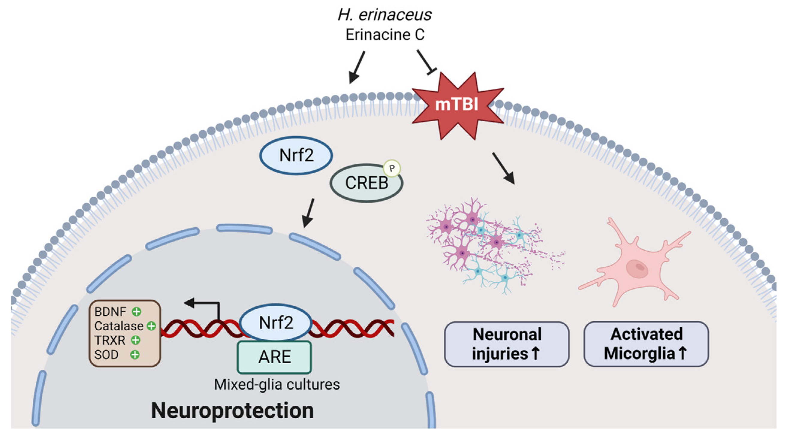 Antioxidants 13 00371 g010