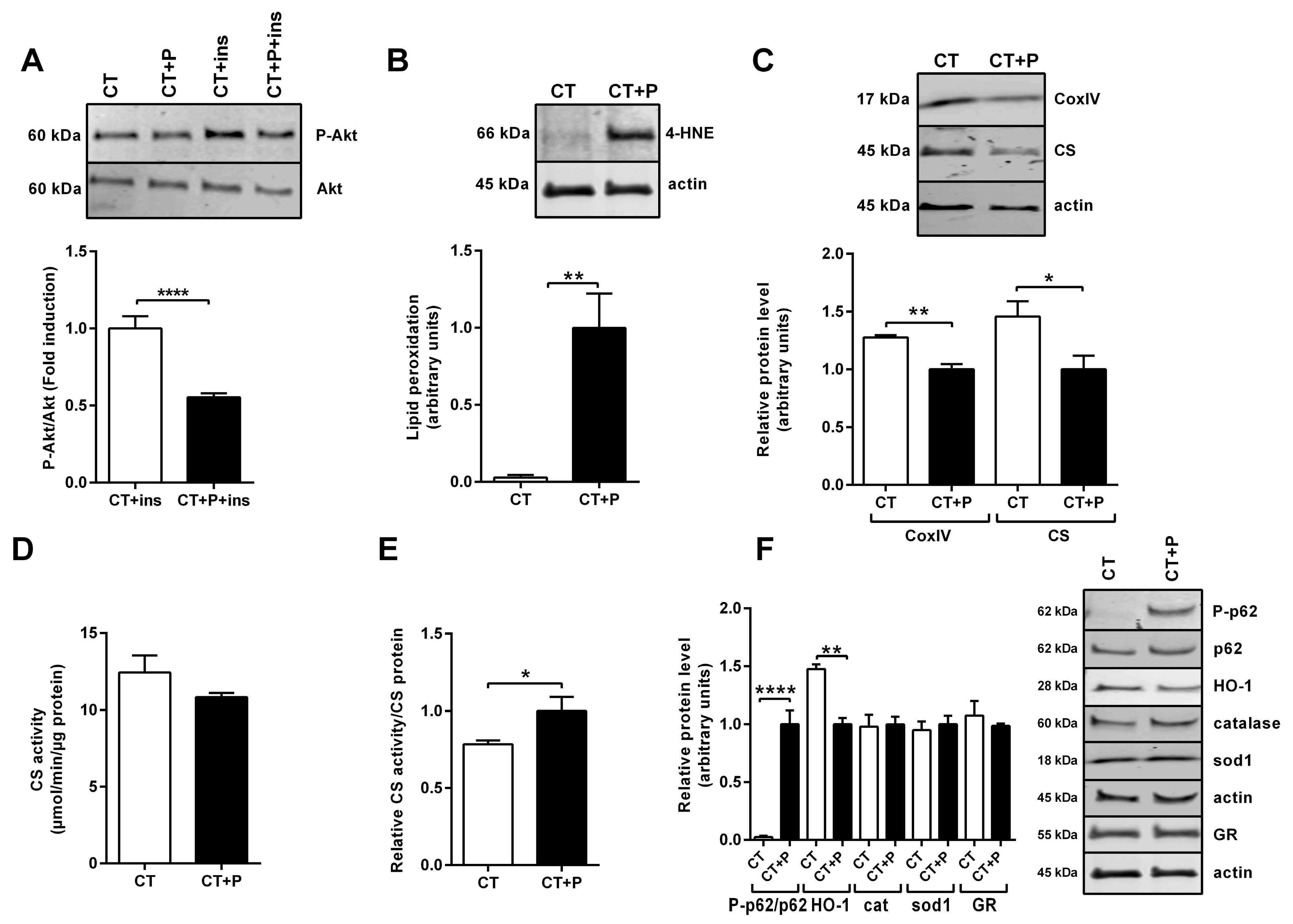 Antioxidants 13 00373 g001