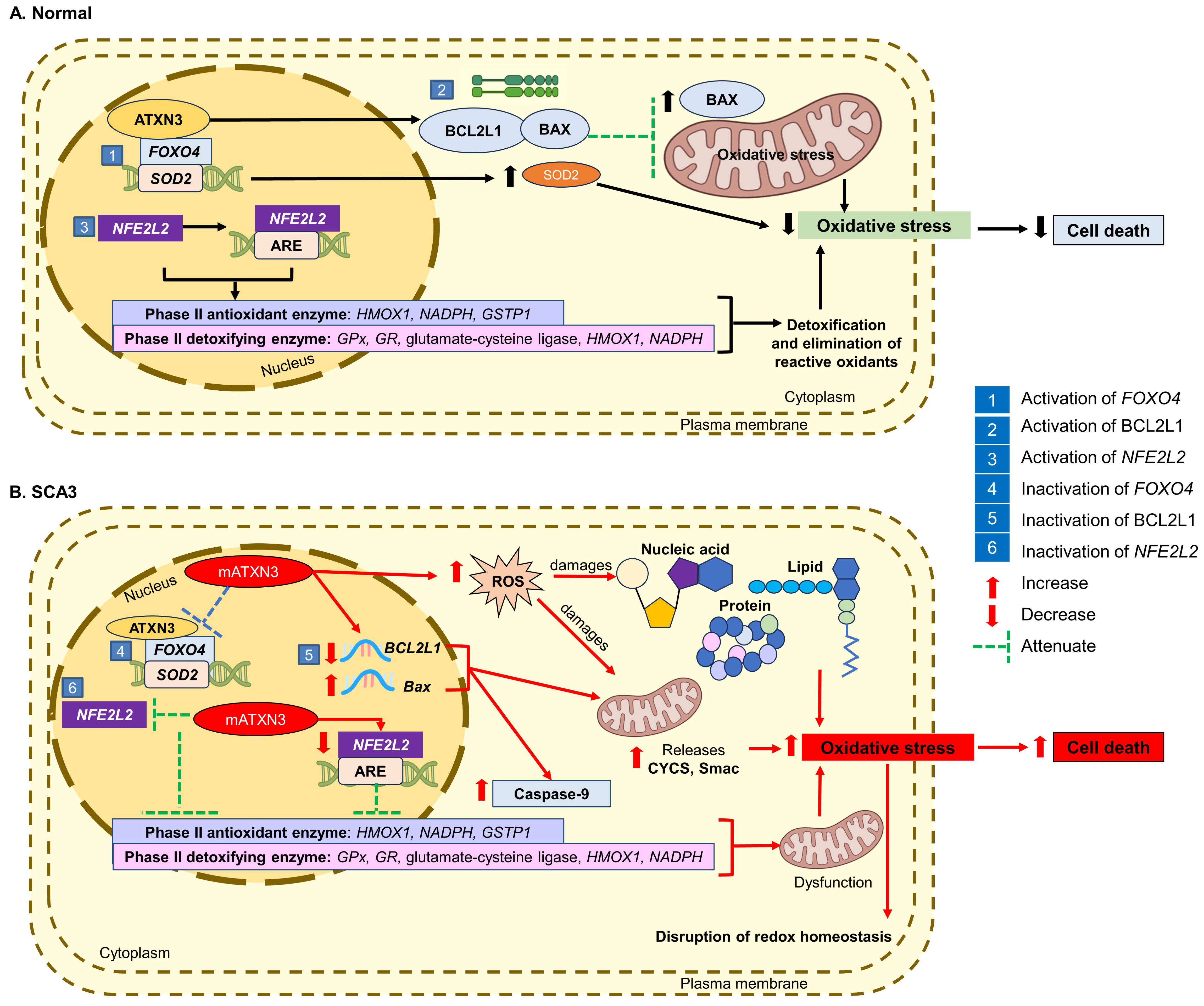 Antioxidants 13 00375 g001 Antioxidants 13 00375 g001