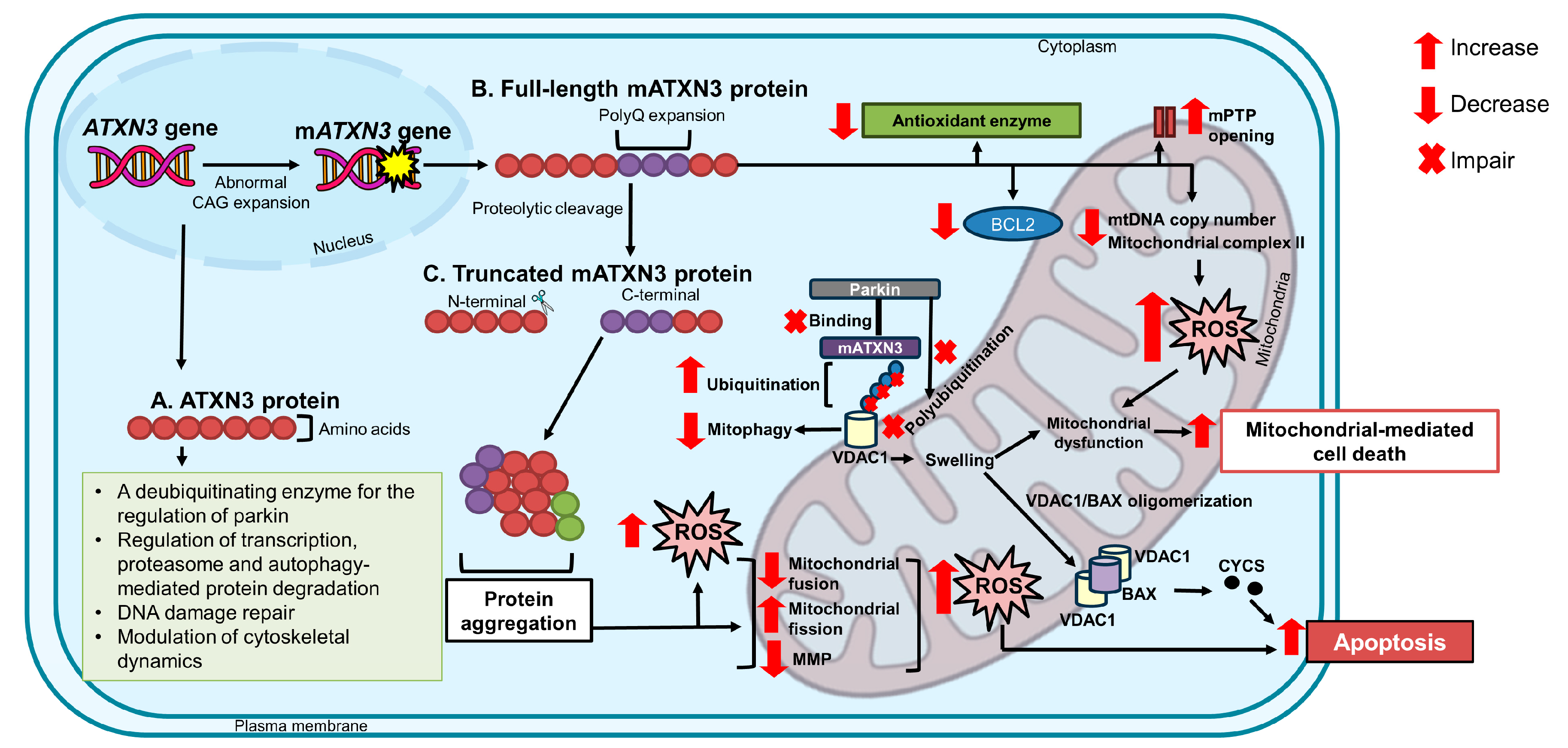 Antioxidants 13 00375 g002 Antioxidants 13 00375 g002