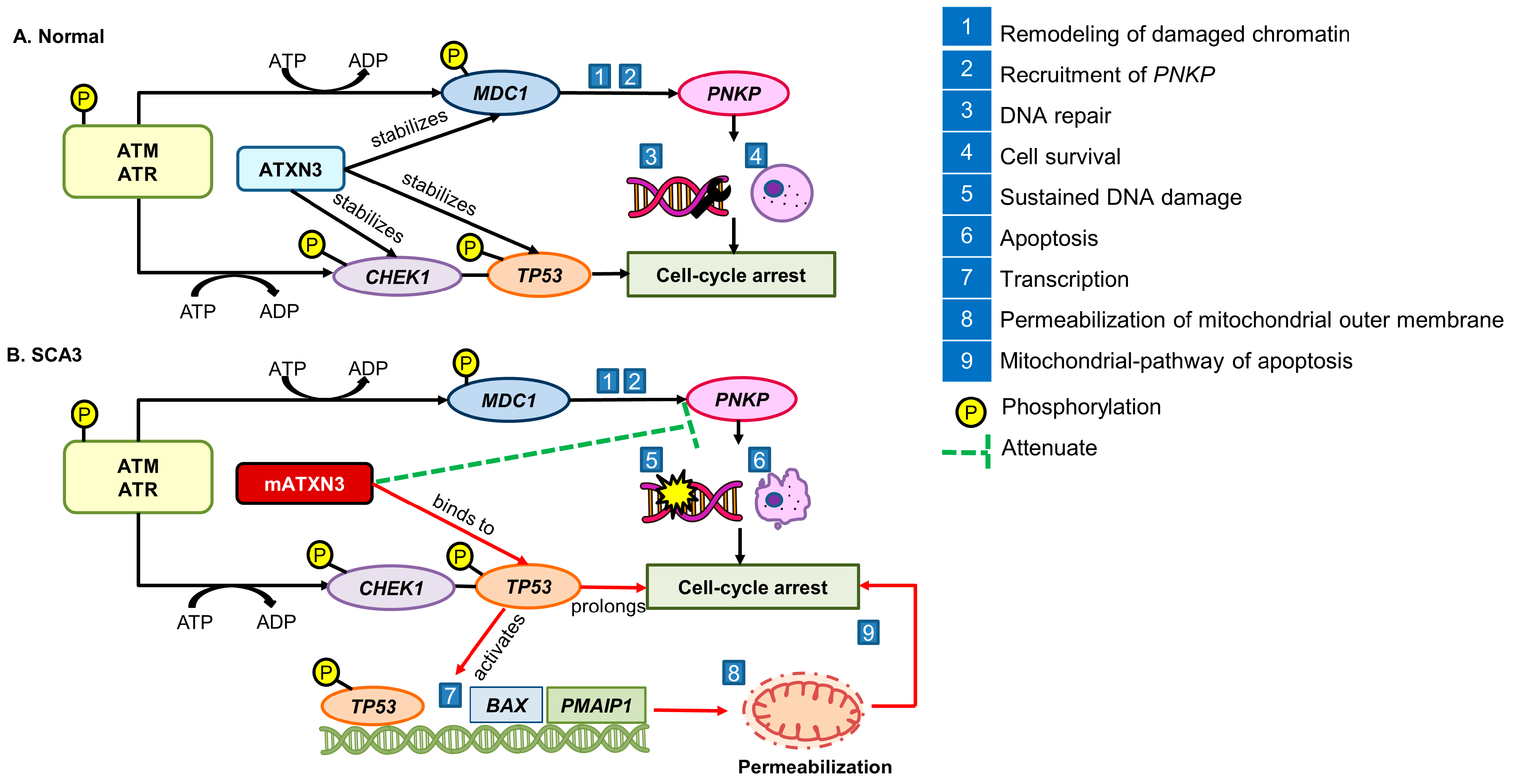 Antioxidants 13 00375 g003 Antioxidants 13 00375 g003