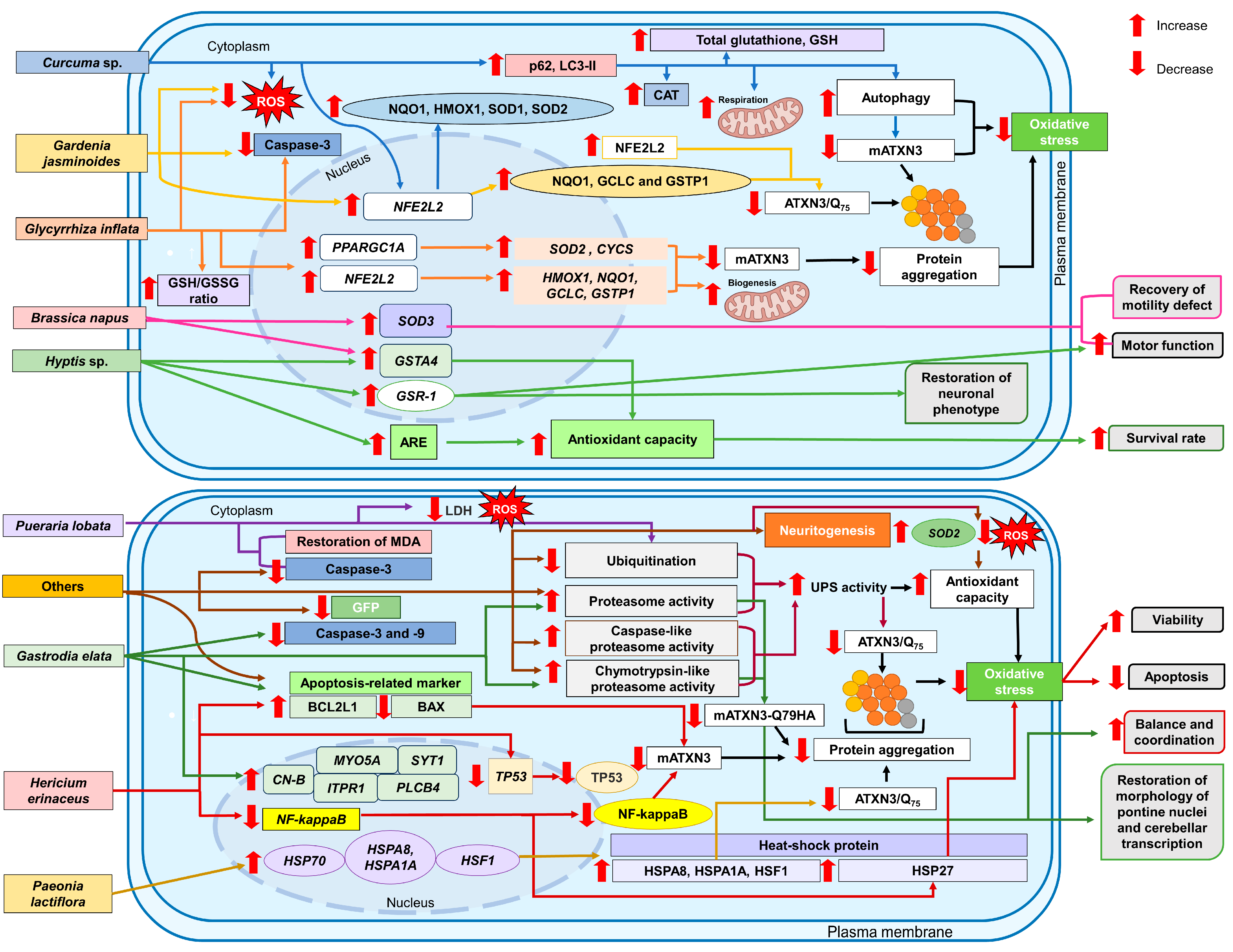 Antioxidants 13 00375 g006 Antioxidants 13 00375 g006