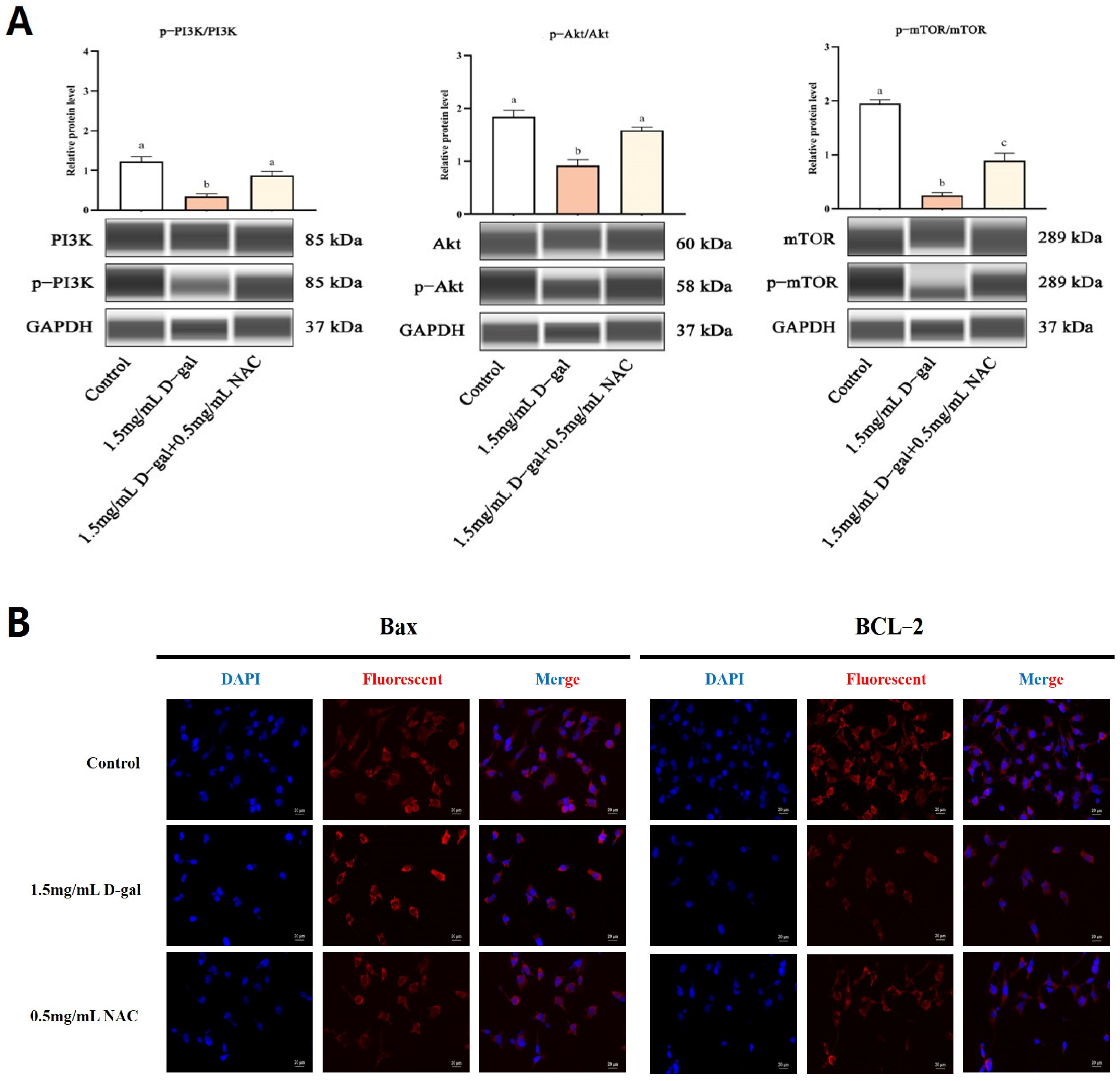 Antioxidants 13 00384 g005 Antioxidants 13 00384 g005