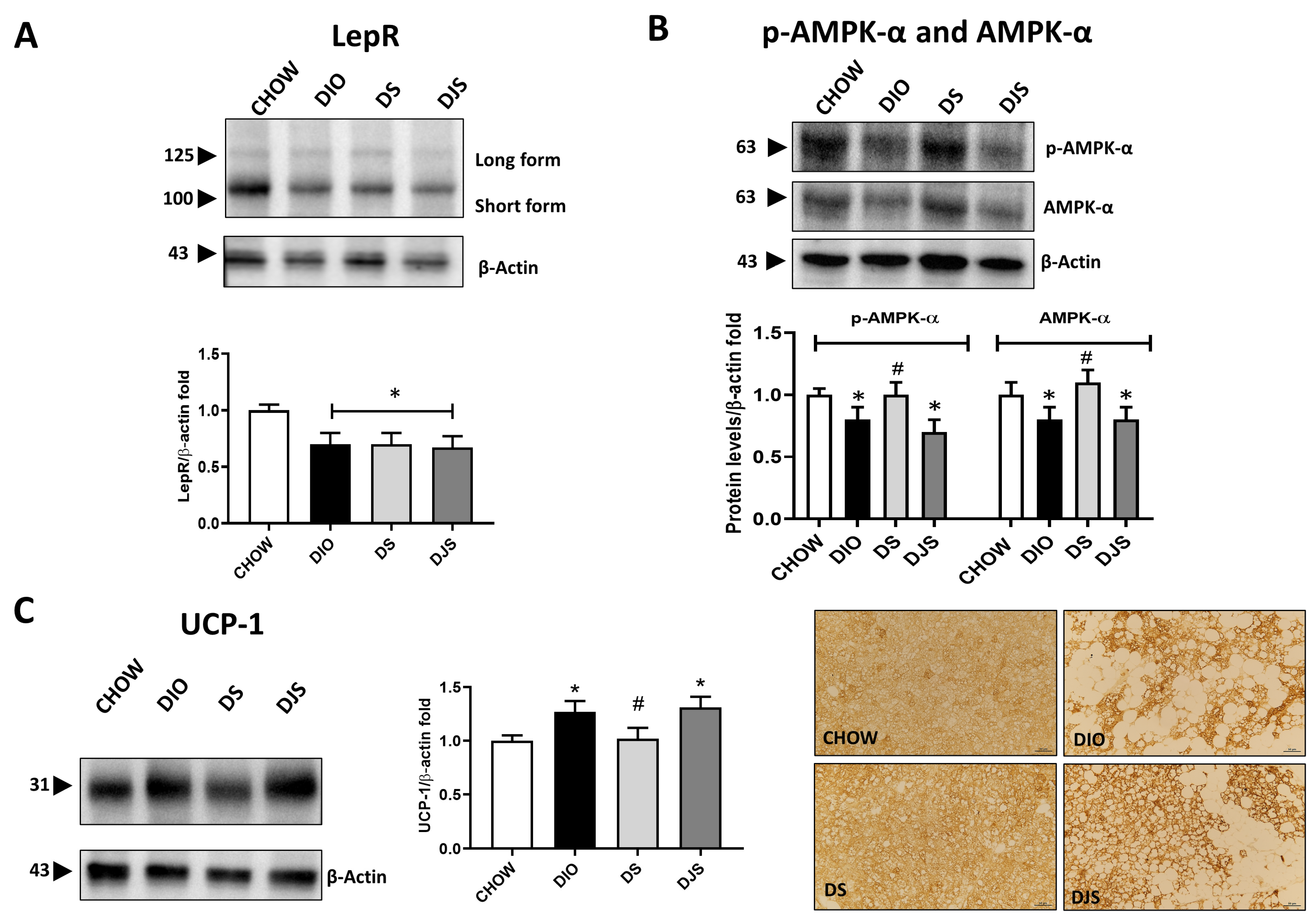 Antioxidants 13 00388 g002