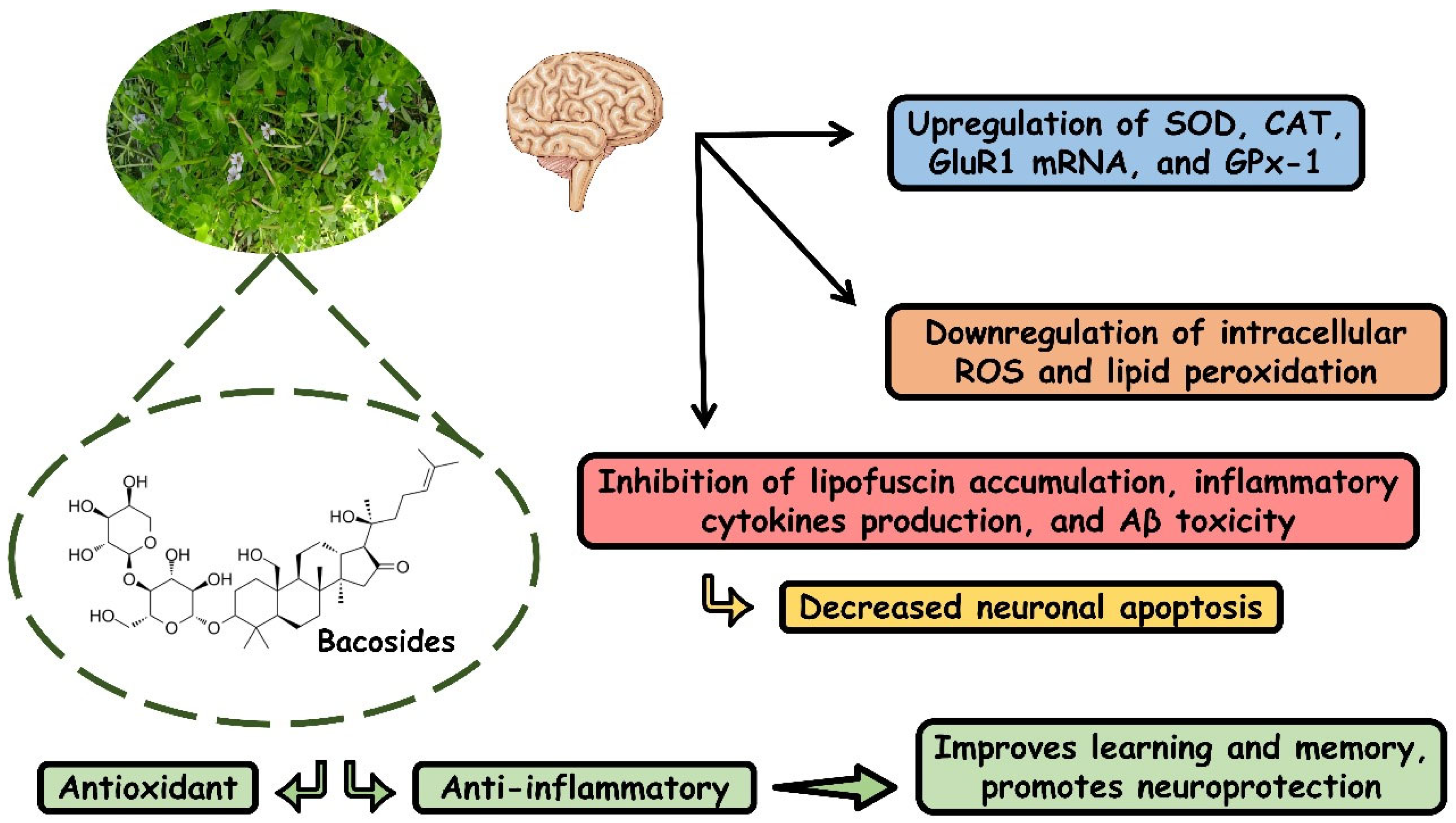 Antioxidants 13 00393 g004