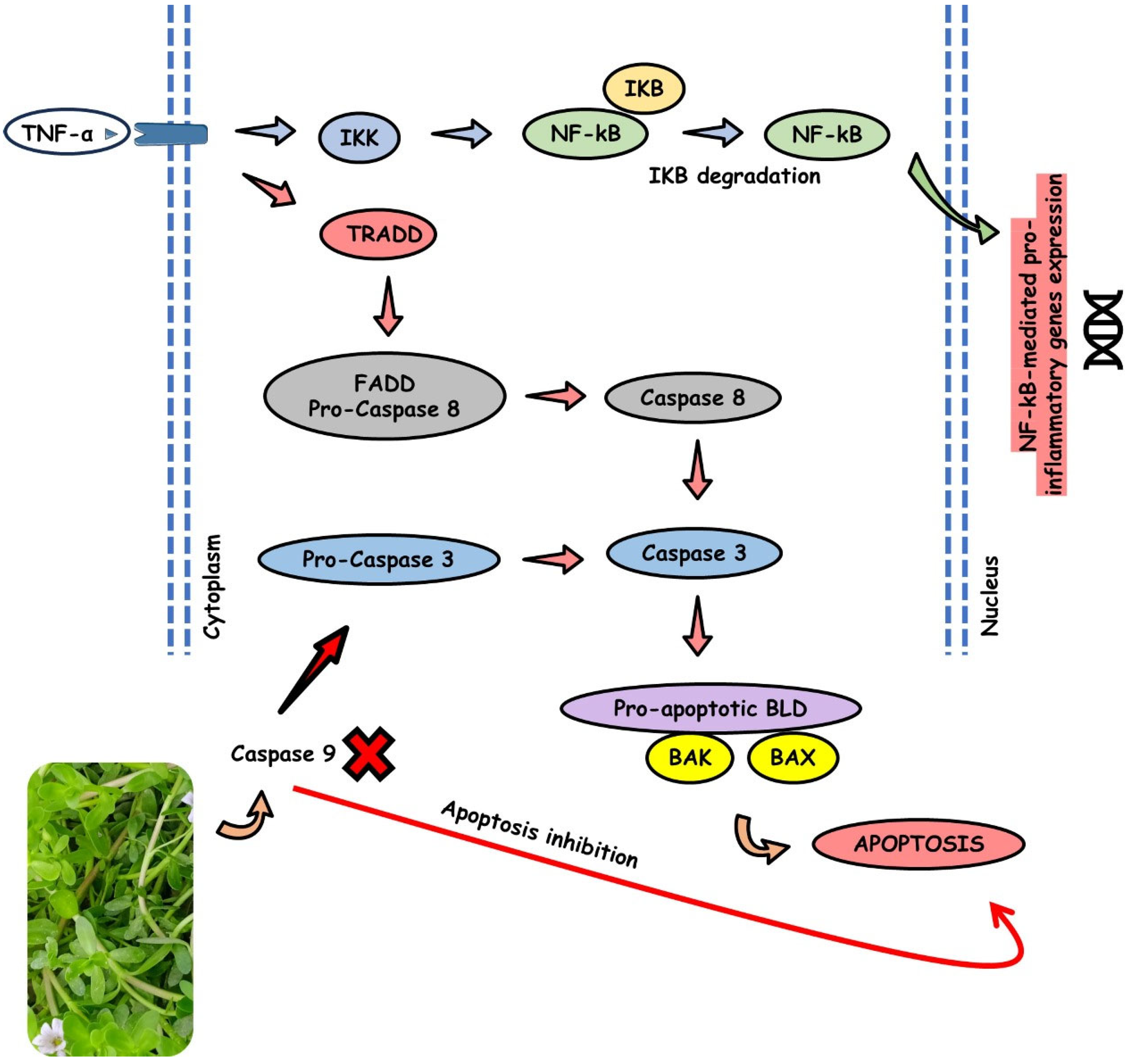 Antioxidants 13 00393 g005