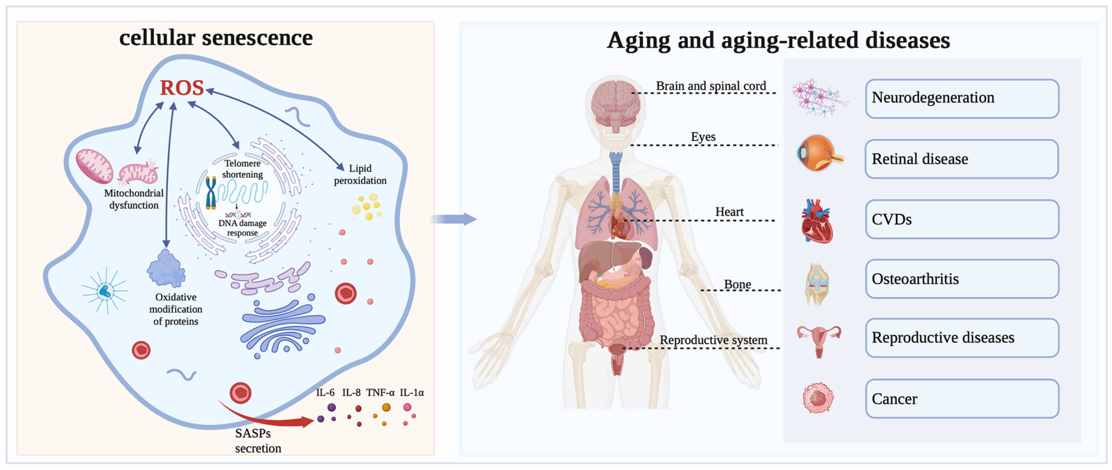 Antioxidants 13 00394 g002