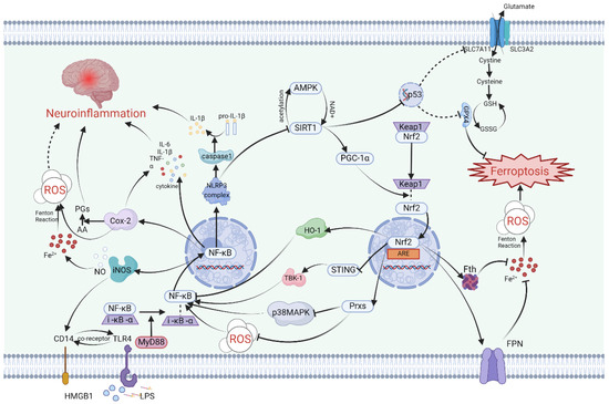The Interplay between Ferroptosis and Neuroinflammation in Central Neurological Disorders The Interplay between Ferroptosis and Neuroinflammation in Central Neurological Disorders