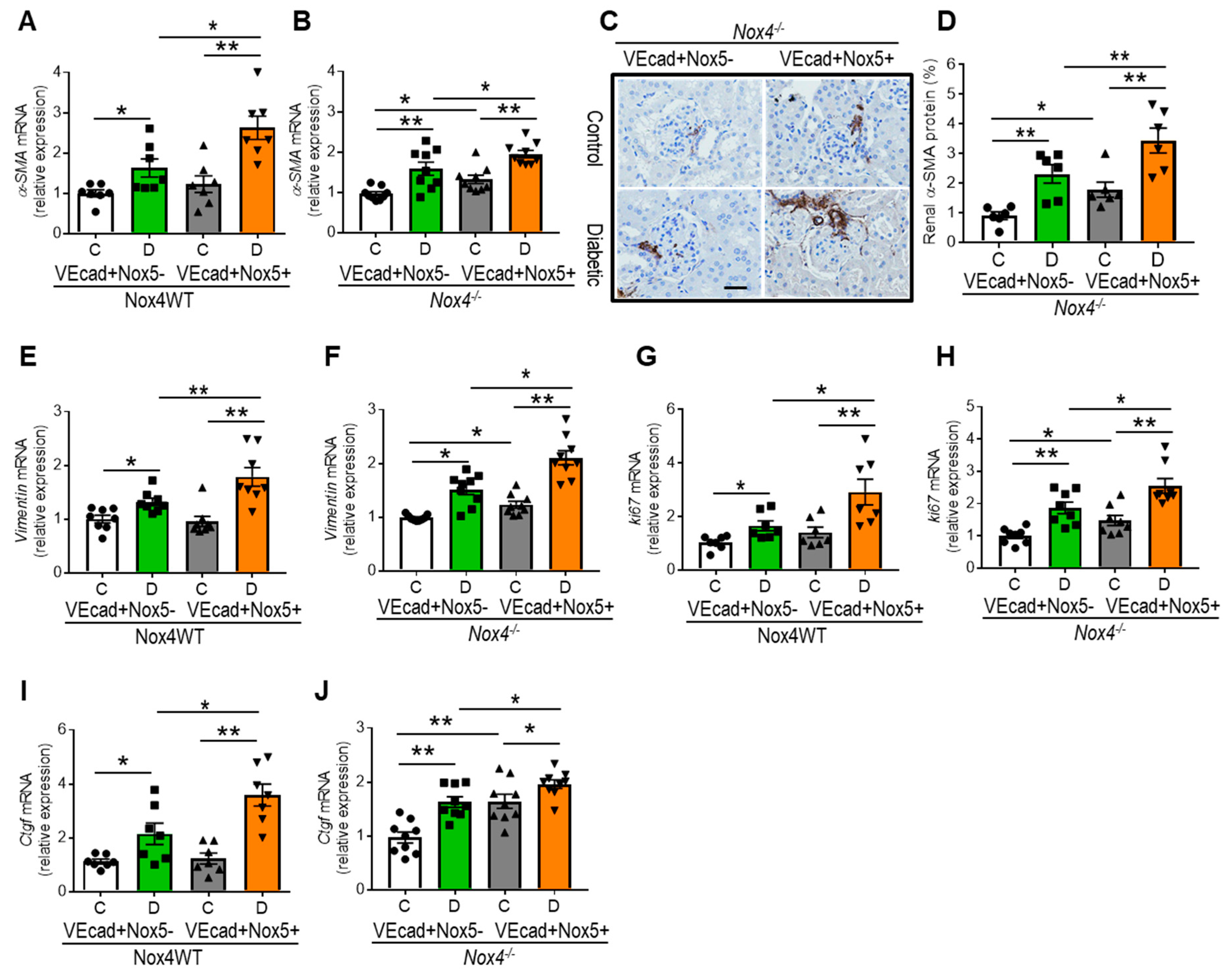 Antioxidants 13 00396 g005