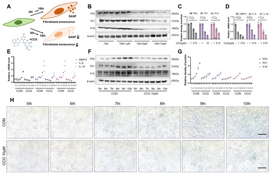 Curculigoside Attenuates Endoplasmic Reticulum Stress Curculigoside Attenuates Endoplasmic Reticulum Stress