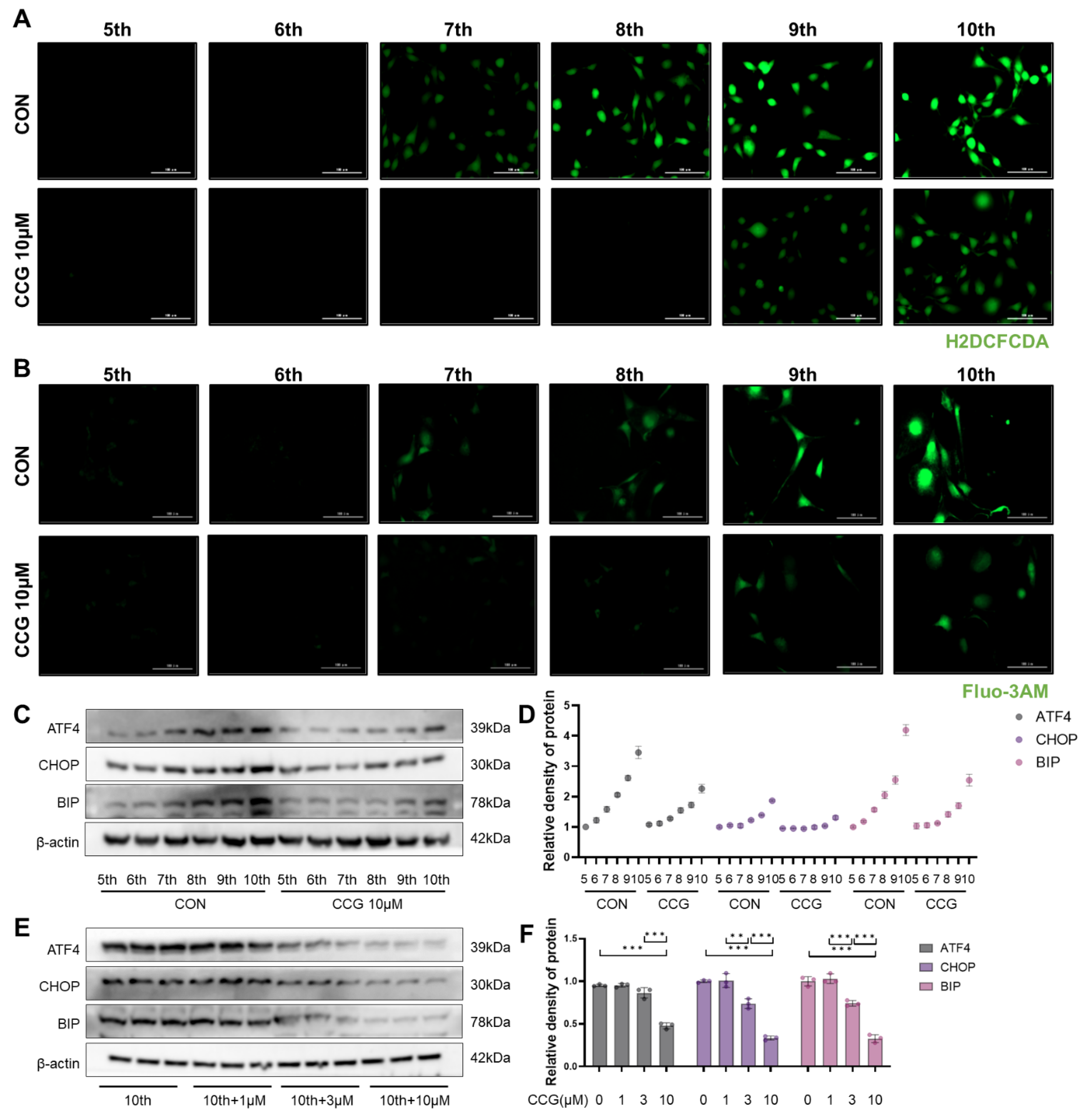 Antioxidants 13 00420 g006