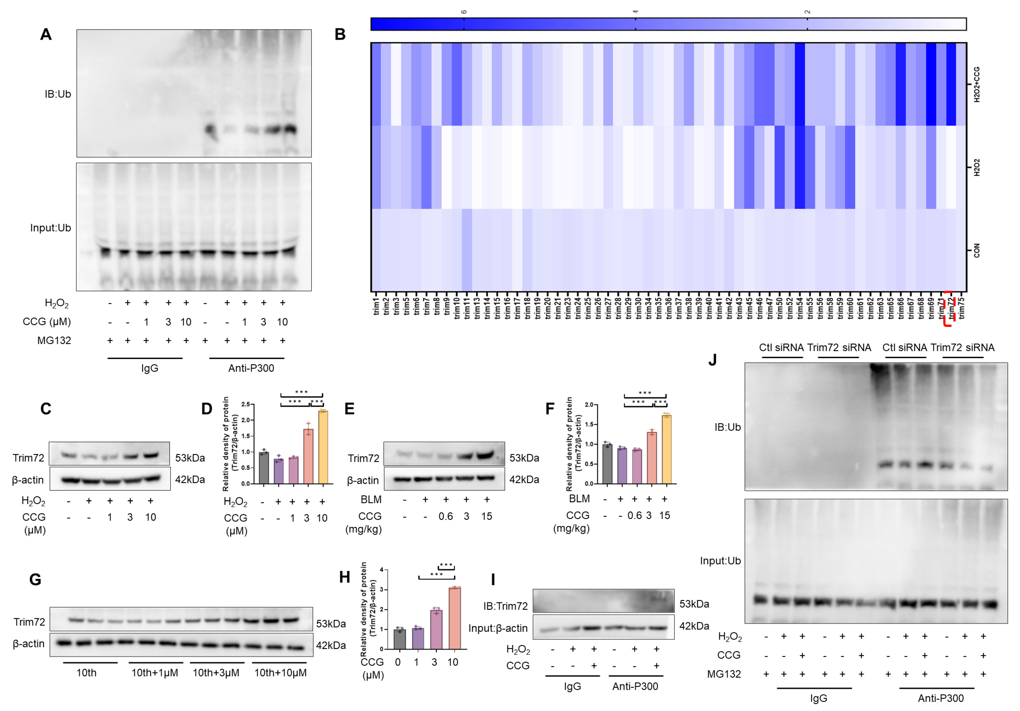Antioxidants 13 00420 g008