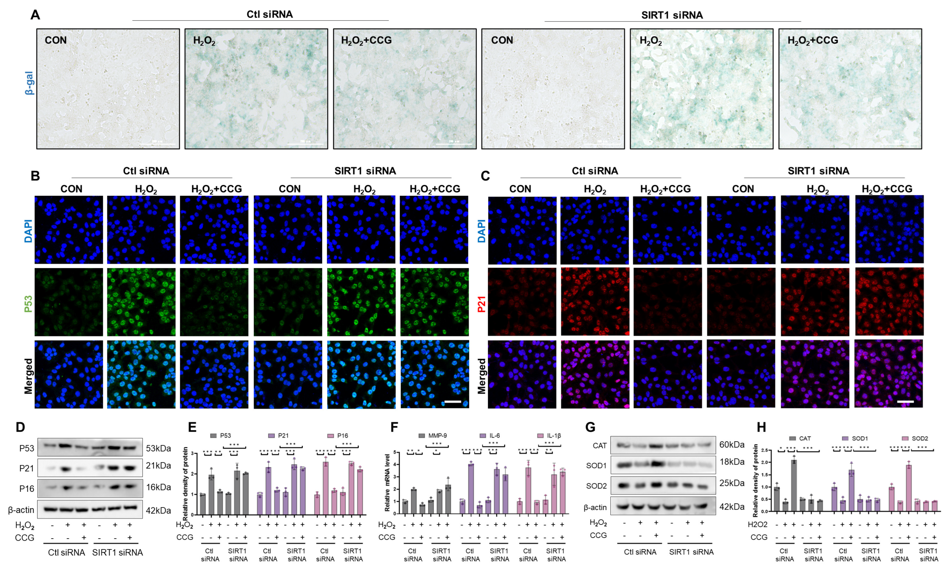 Antioxidants 13 00420 g009