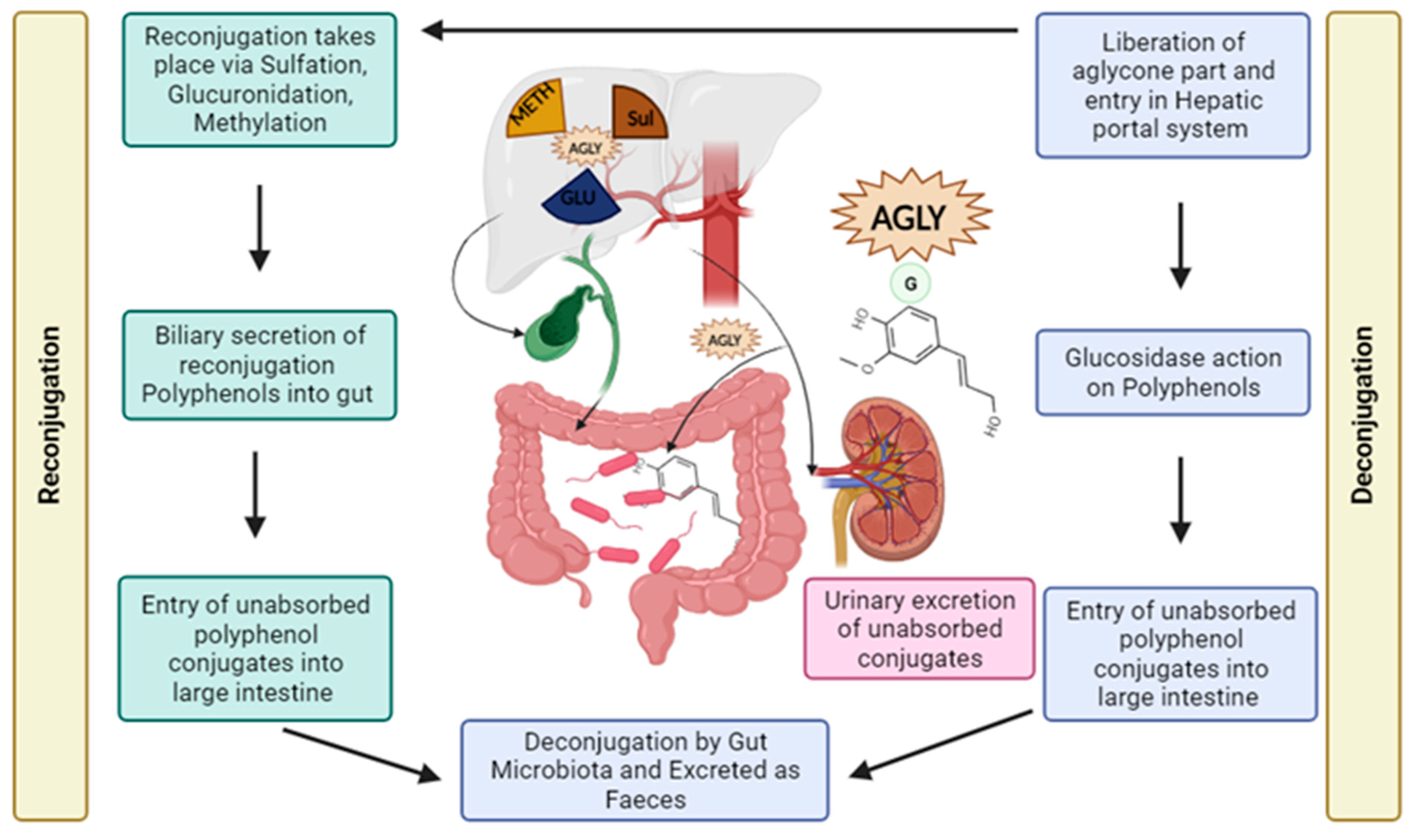 Antioxidants 13 00429 g004