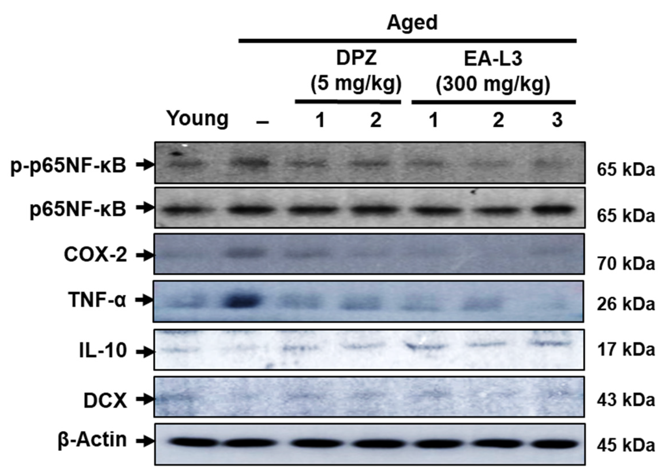 Antioxidants 13 00433 g008