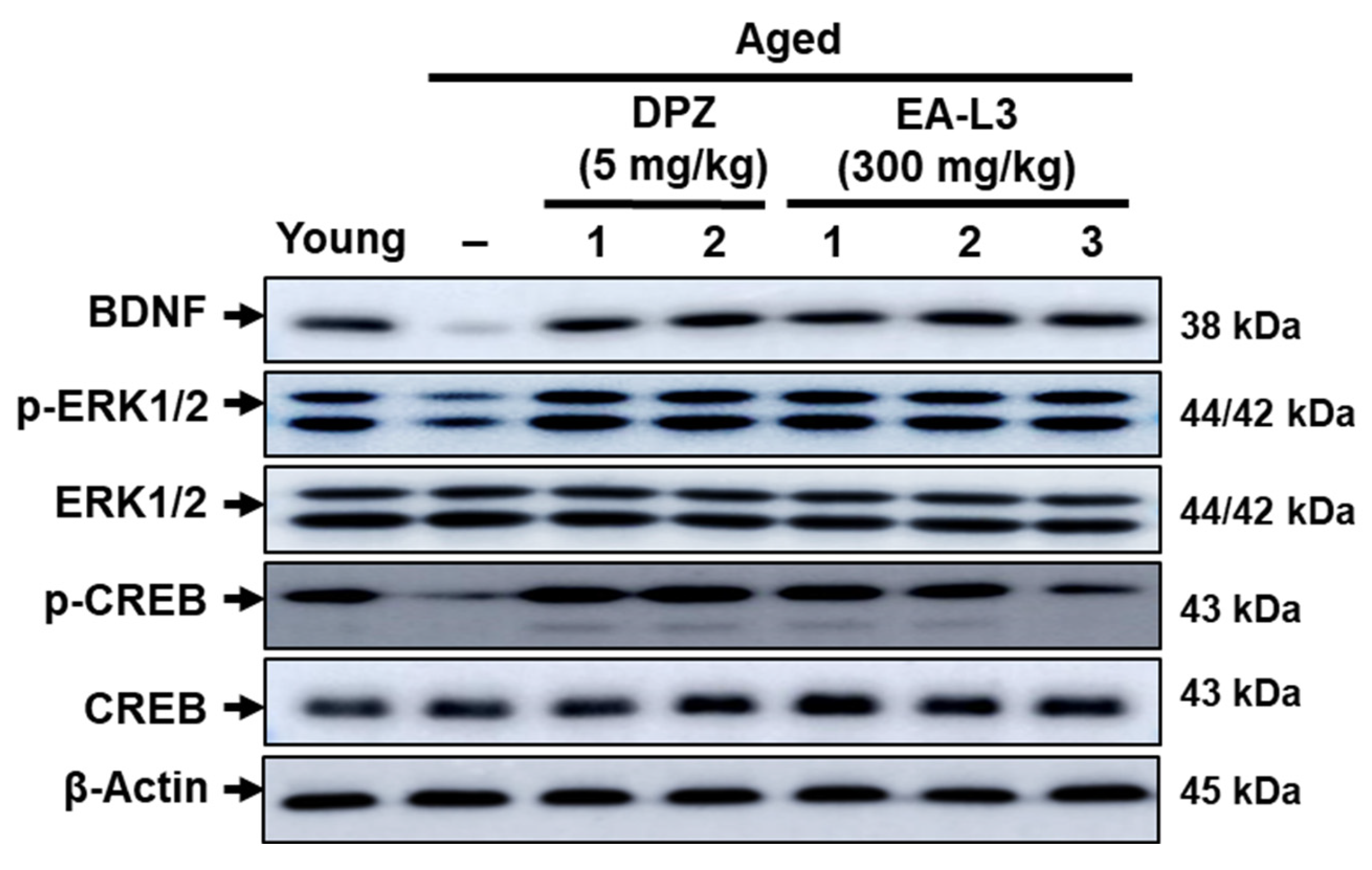 Antioxidants 13 00433 g009