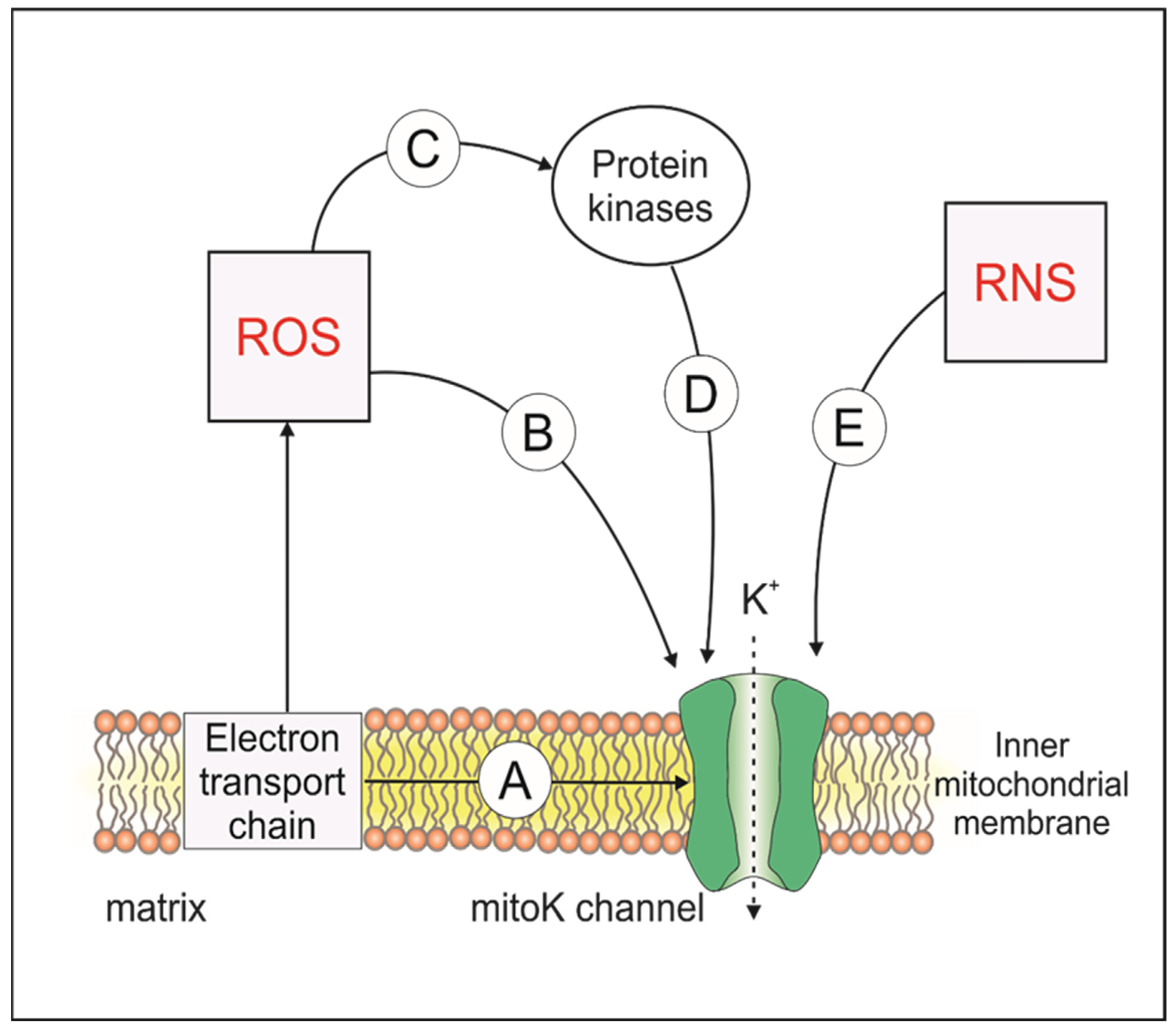 Antioxidants 13 00434 g003