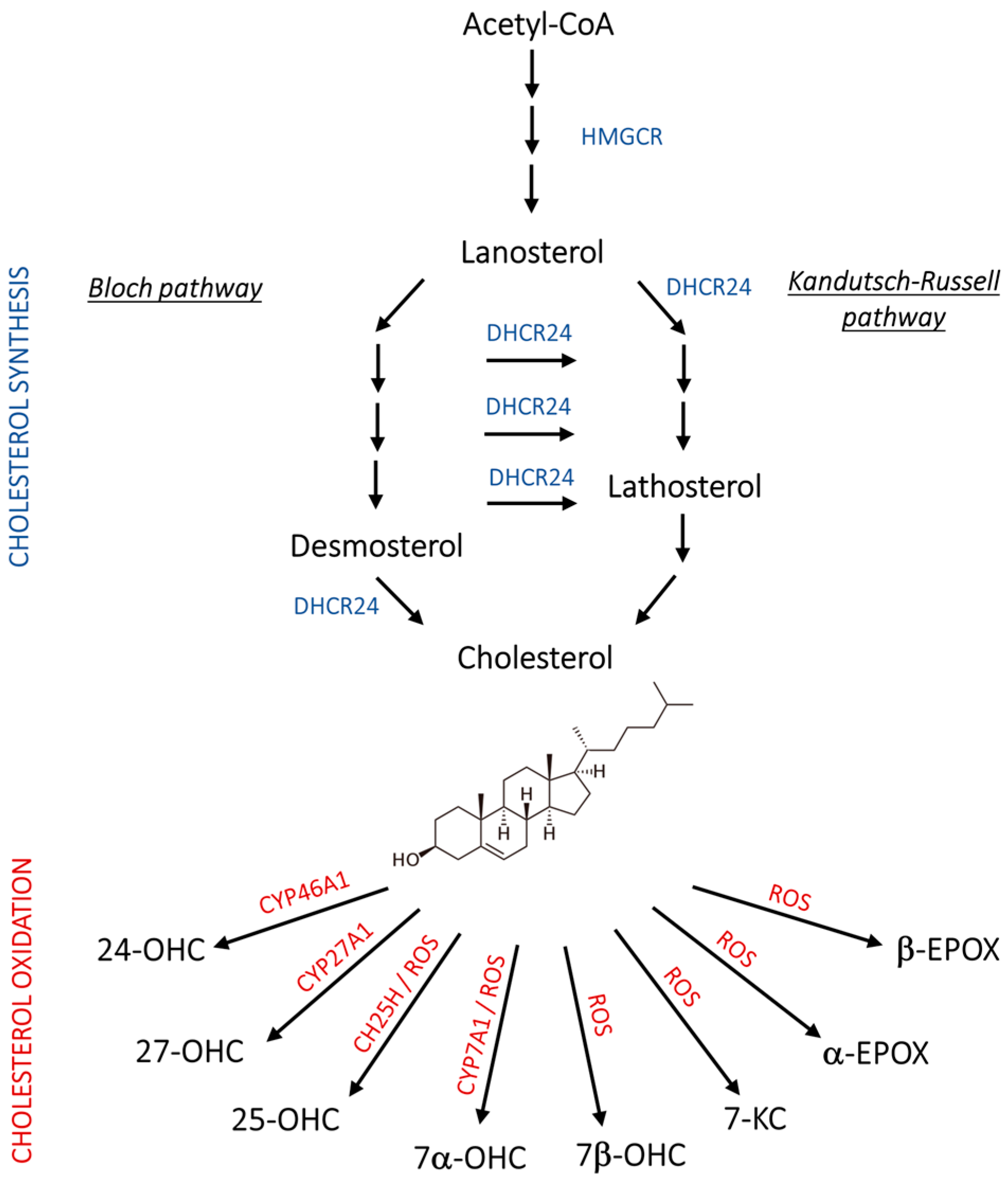 Antioxidants 13 00435 g001