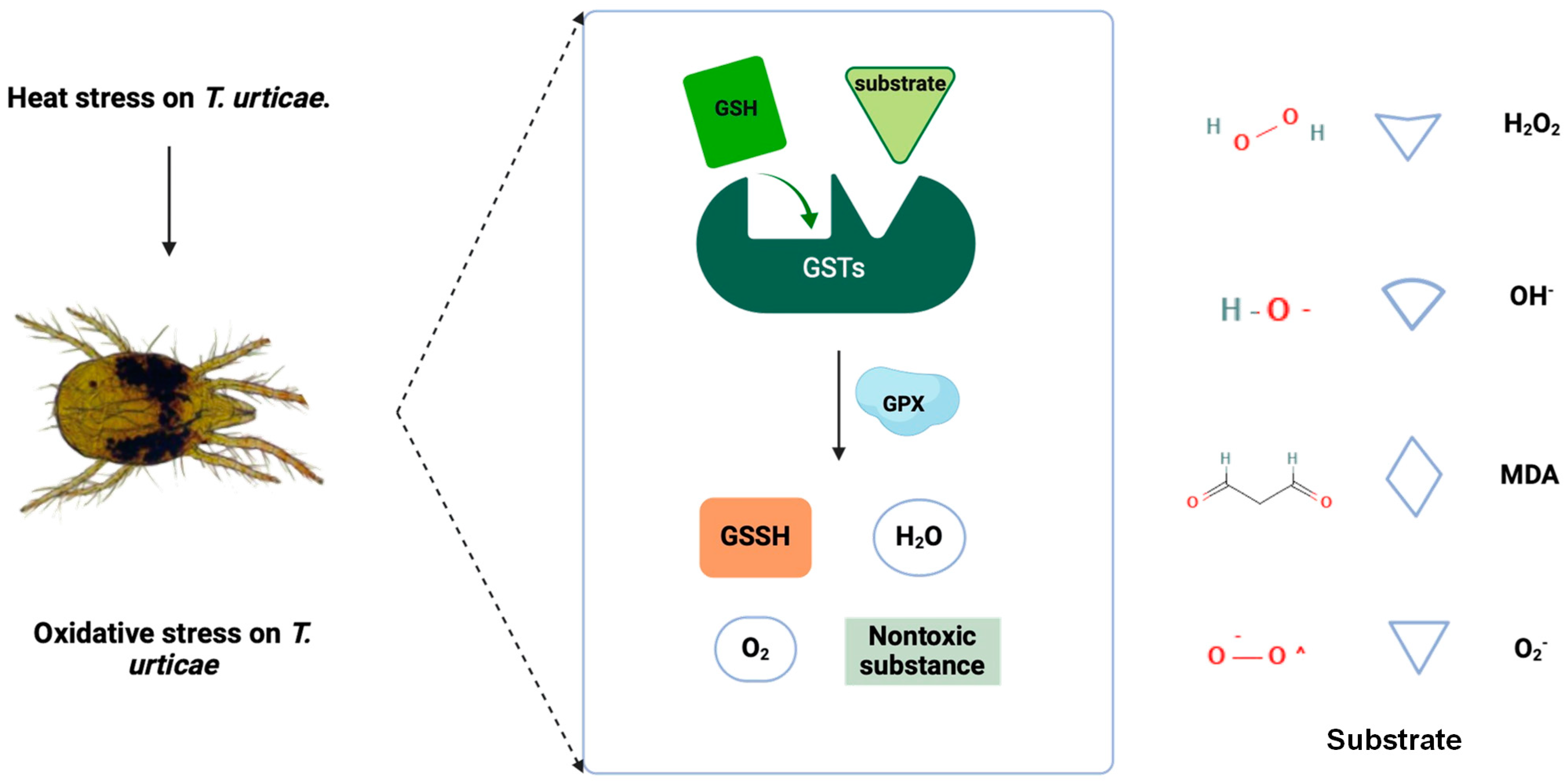 Antioxidants 13 00442 g005