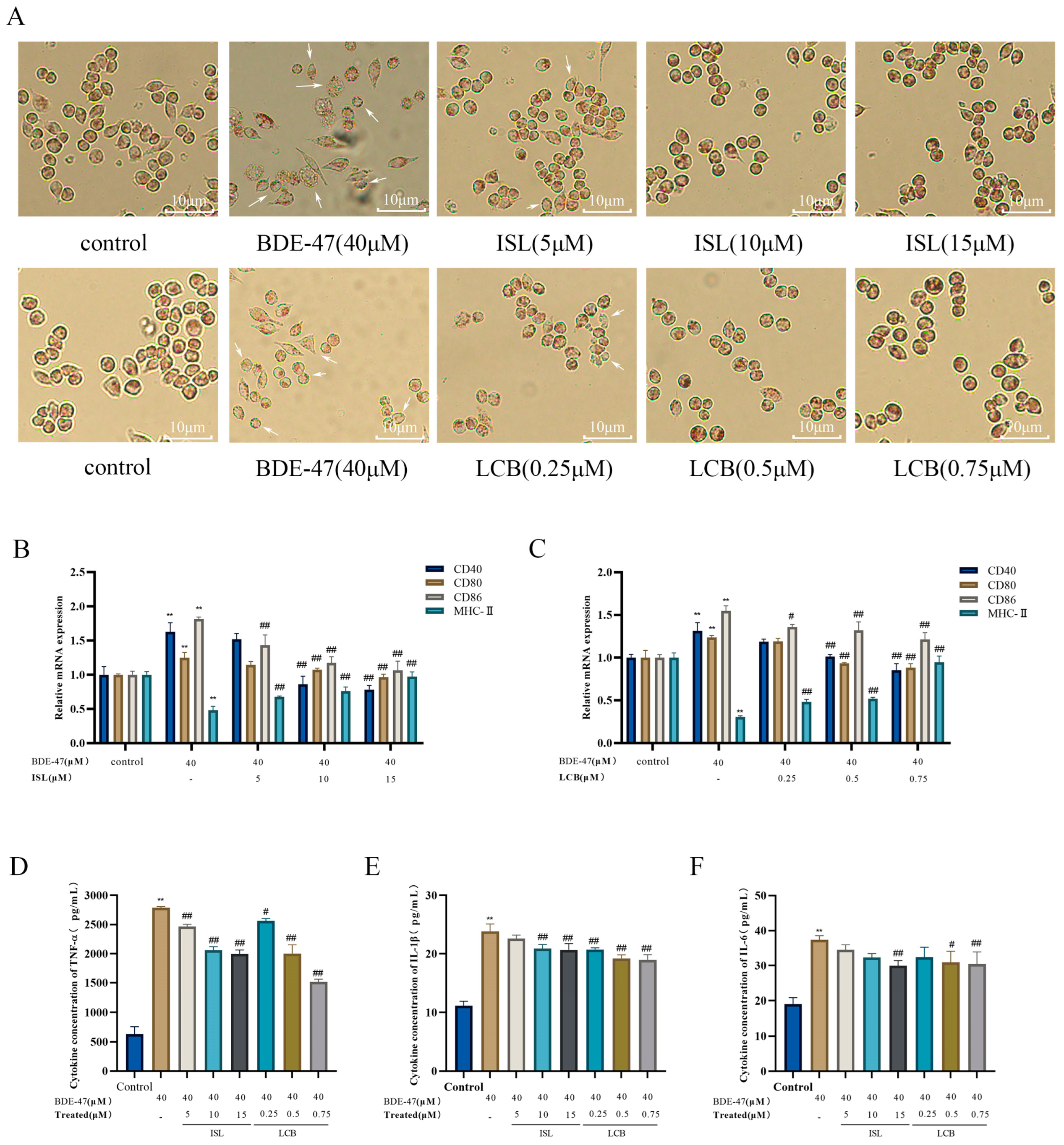 Antioxidants 13 00445 g002