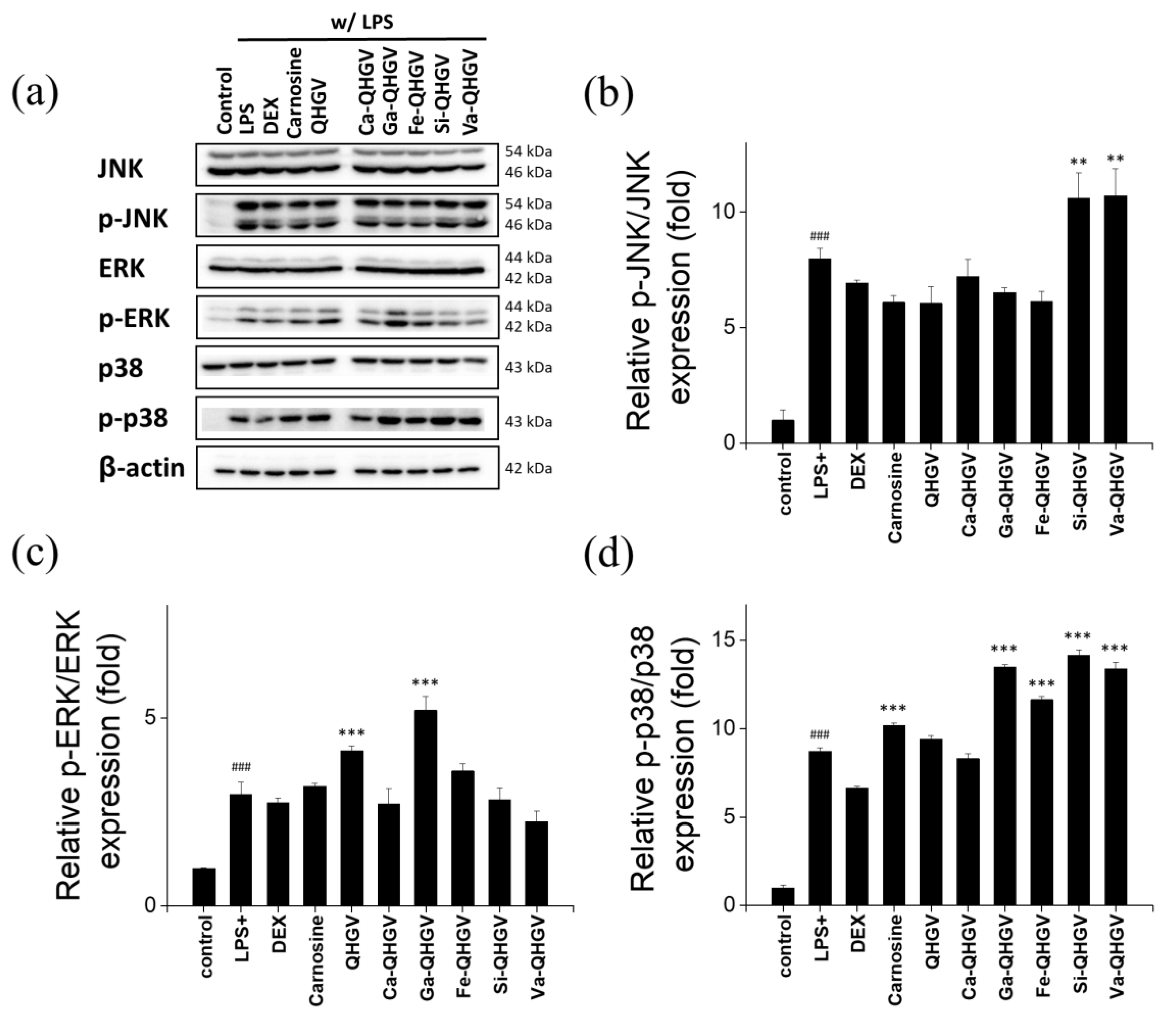 Antioxidants 13 00447 g006