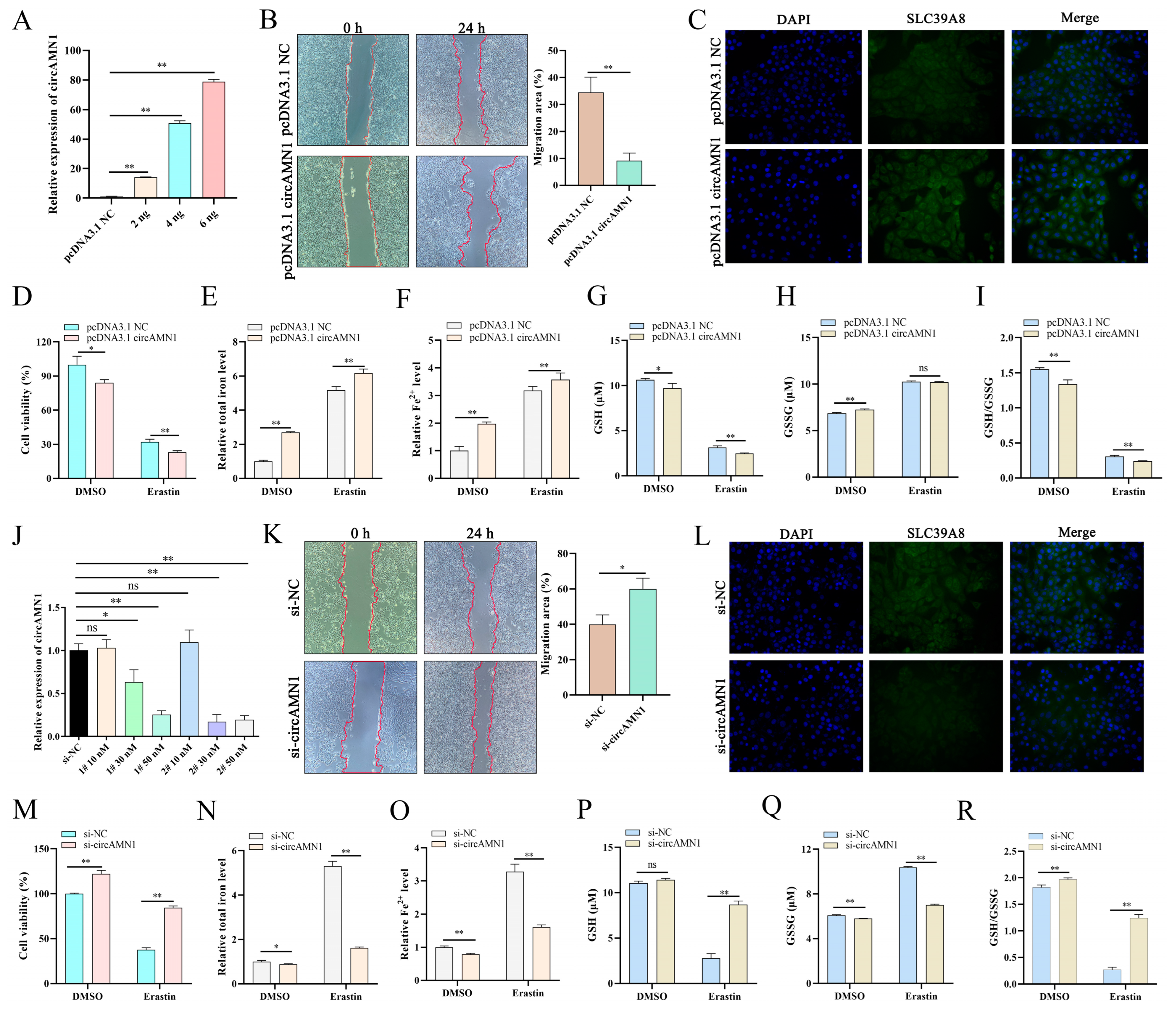 Antioxidants 13 00451 g004